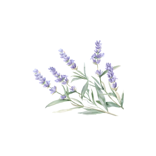 Illustration of lavender flowers with green leaves in front of a white paper or card background.