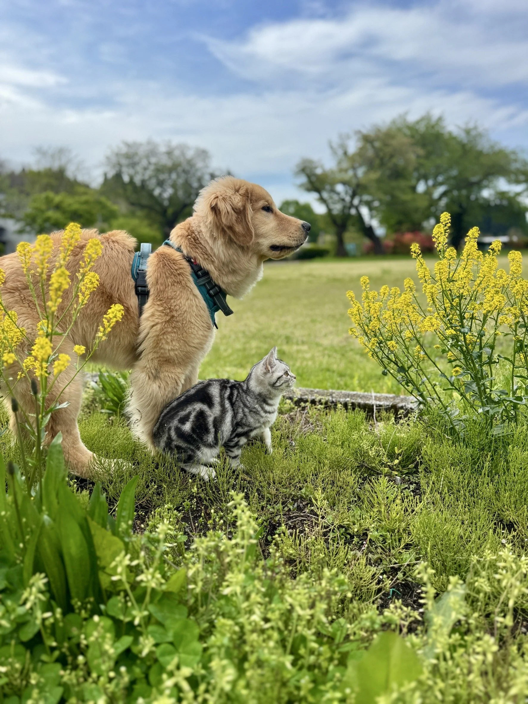 A golden retriever puppy with a harness standing in a garden or park among yellow flowers, with a gray tabby cat sitting nearby, and trees and a cloudy sky in the background.