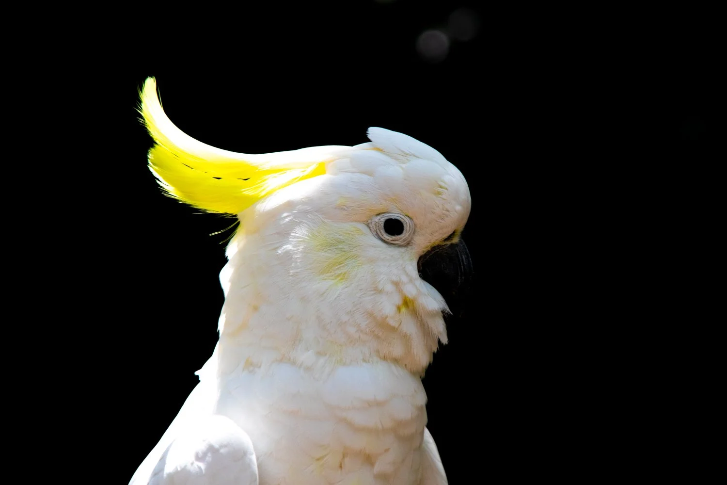 Cocky Cockatoo