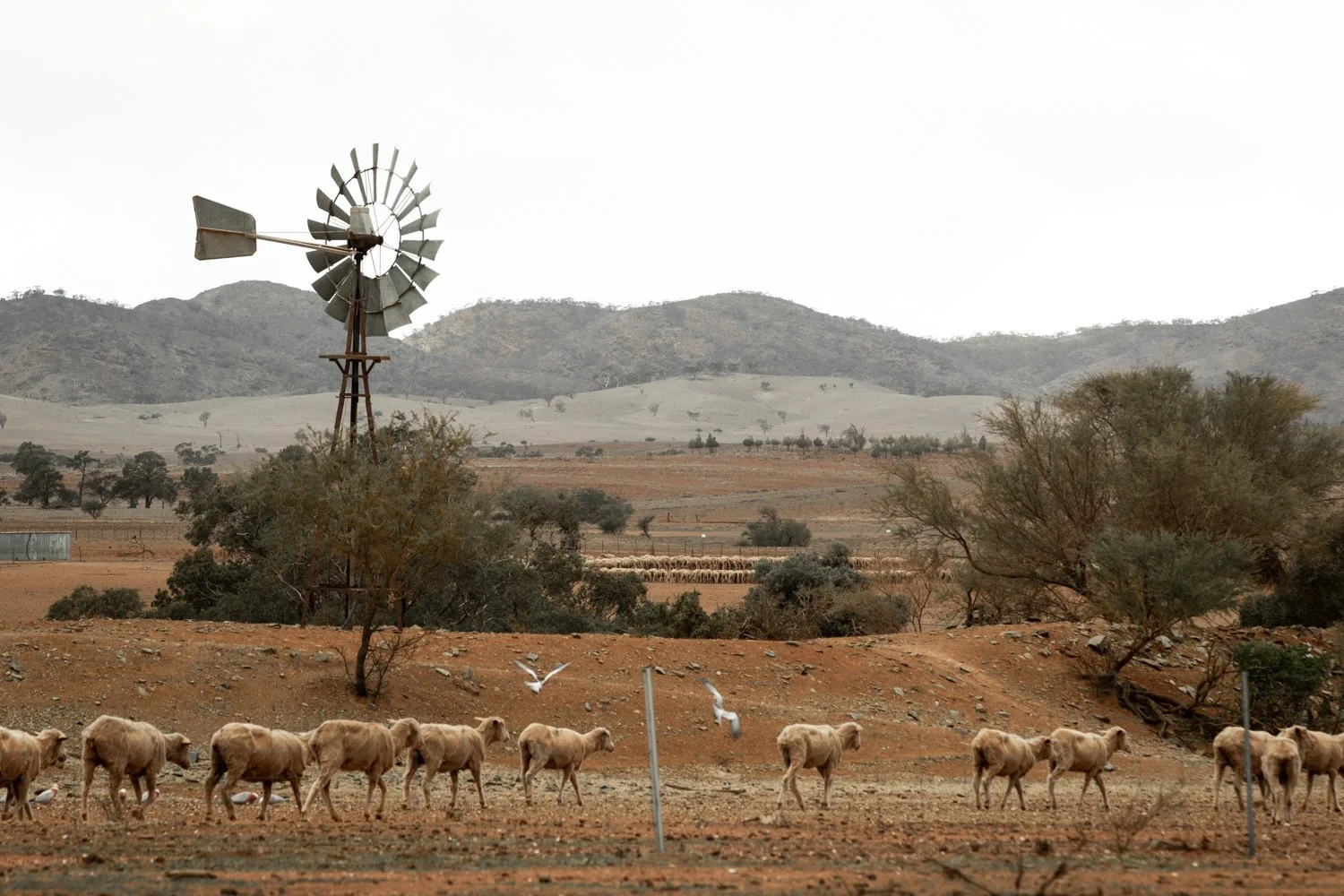 Flinders Muster