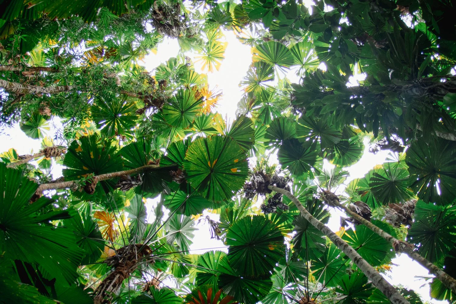 Daintree Awning