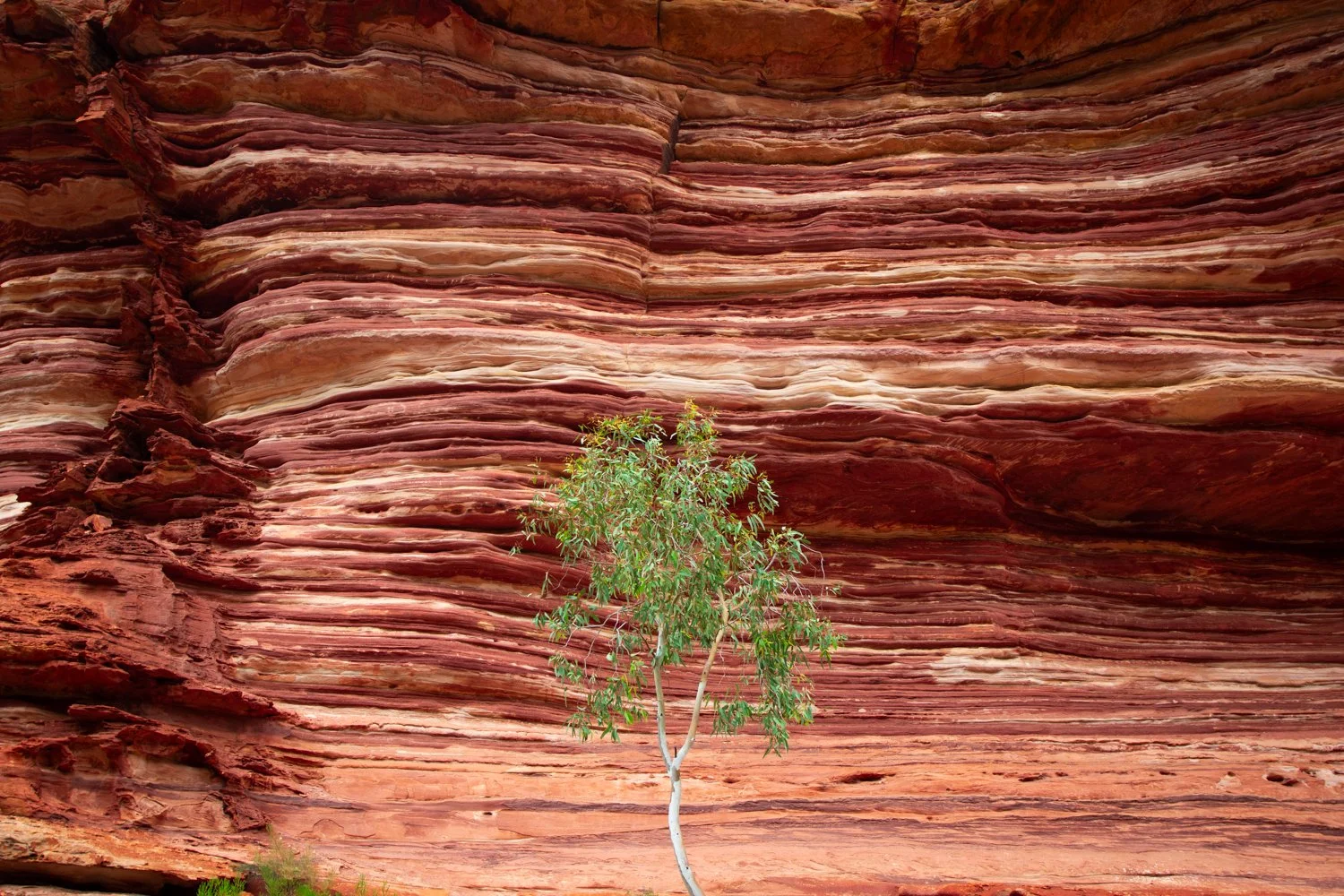Eucalypt Contrast