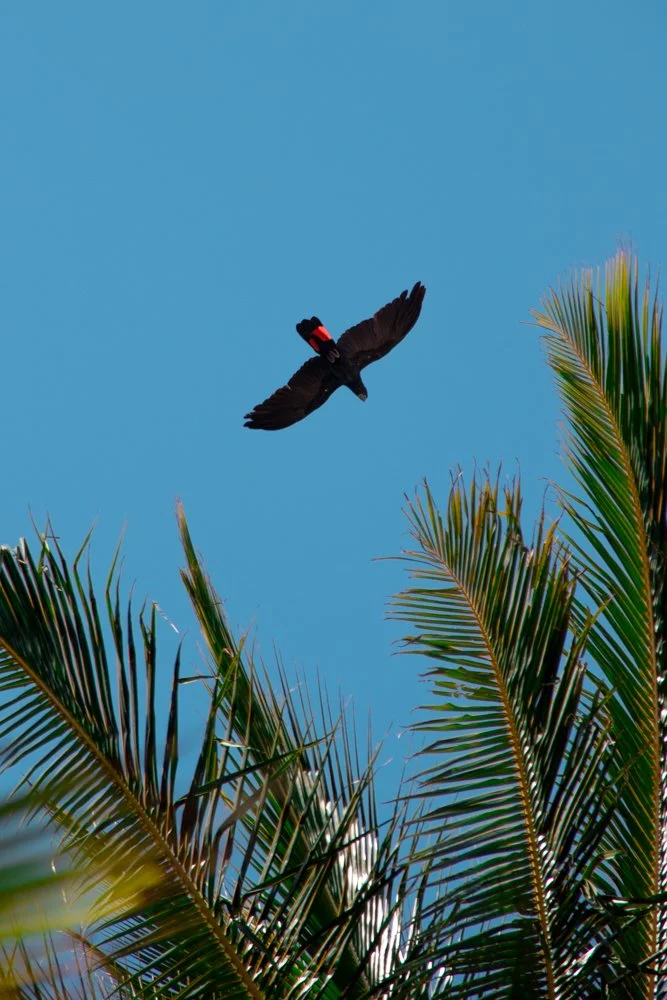 Red Tailed overwatch.