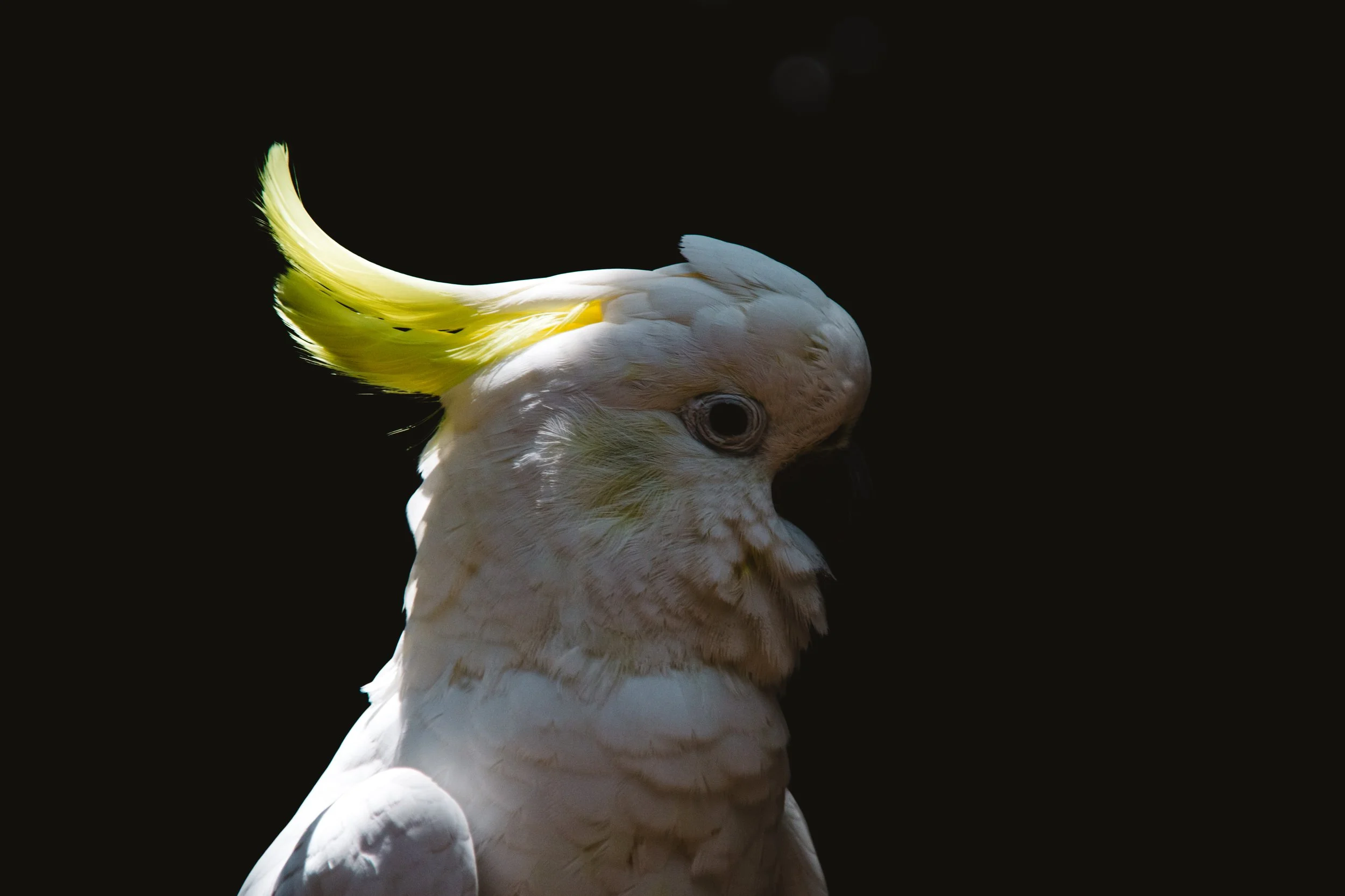 Cocky Cockatoo.