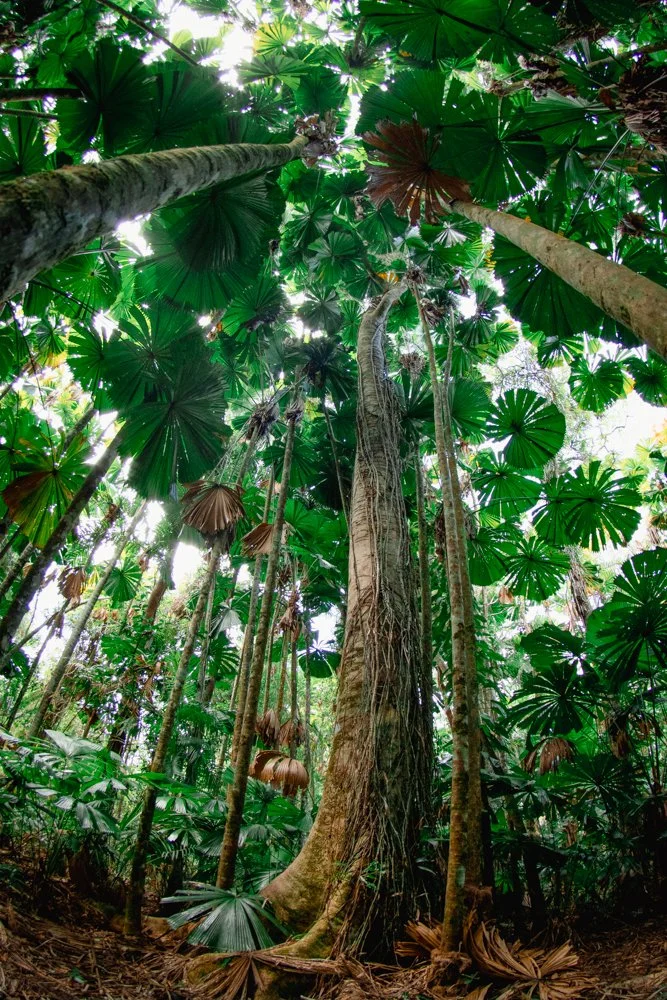 Daintree Elder