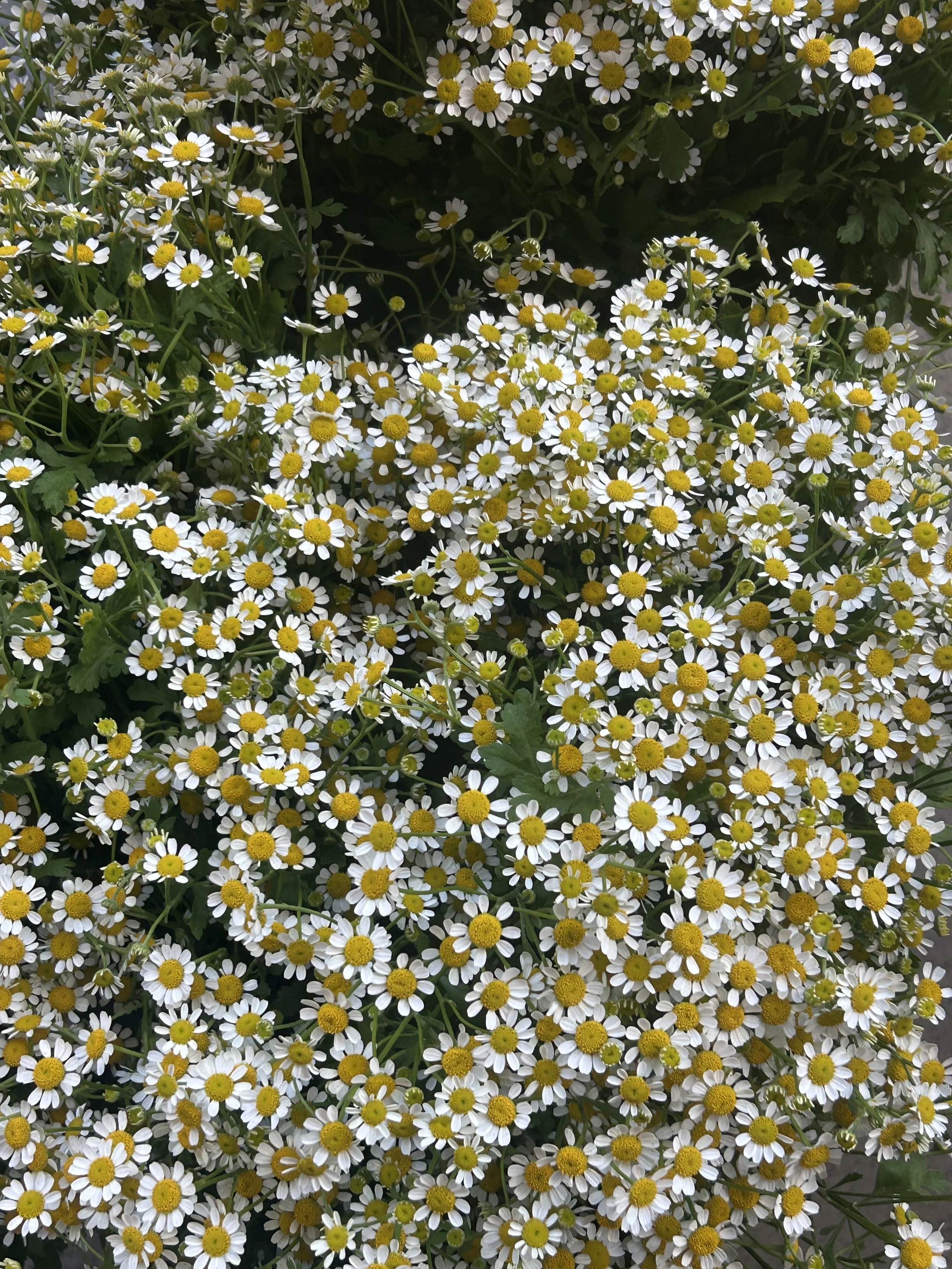 IMG_4738.jpeg