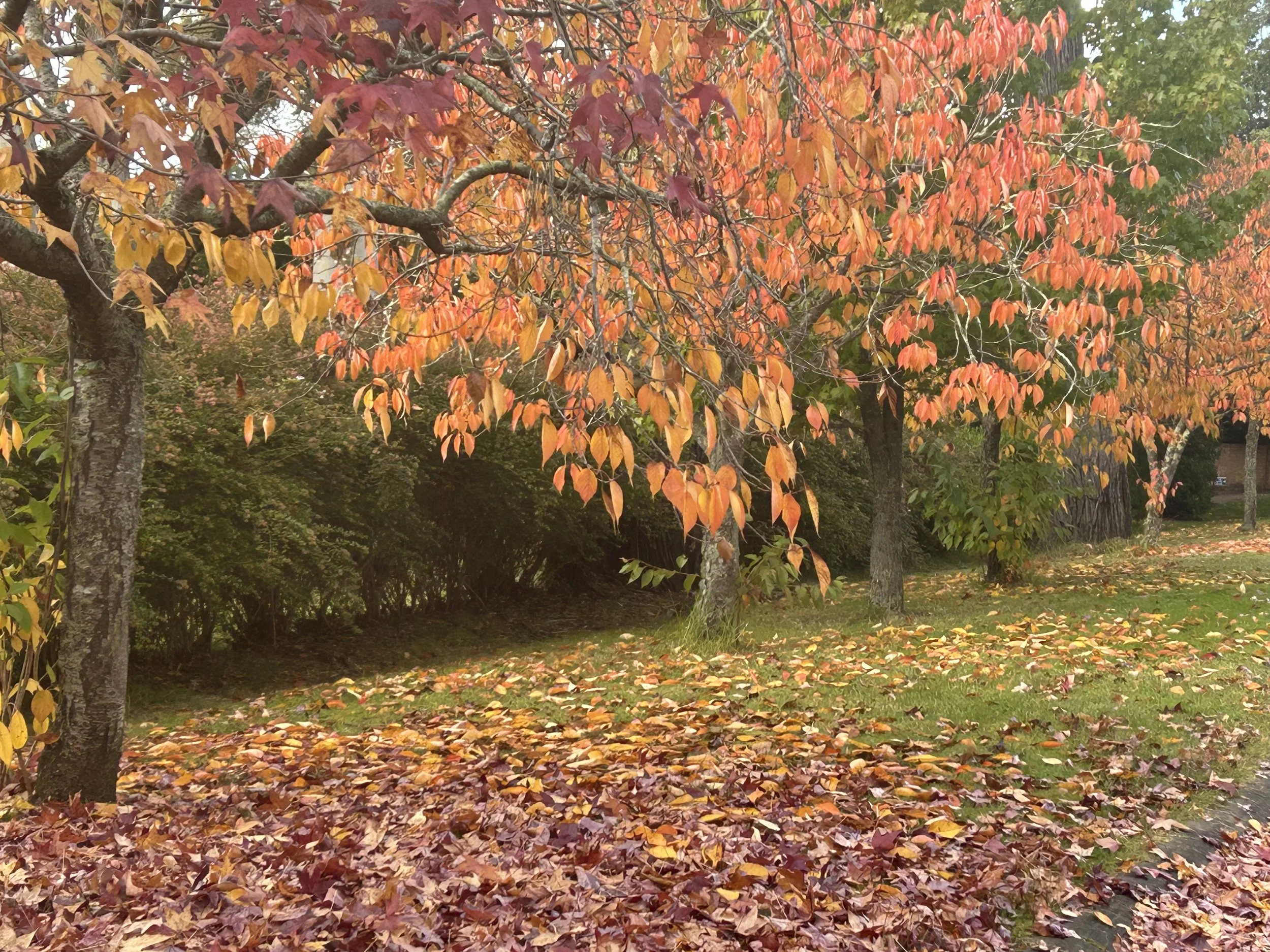 IMG_5170.jpeg