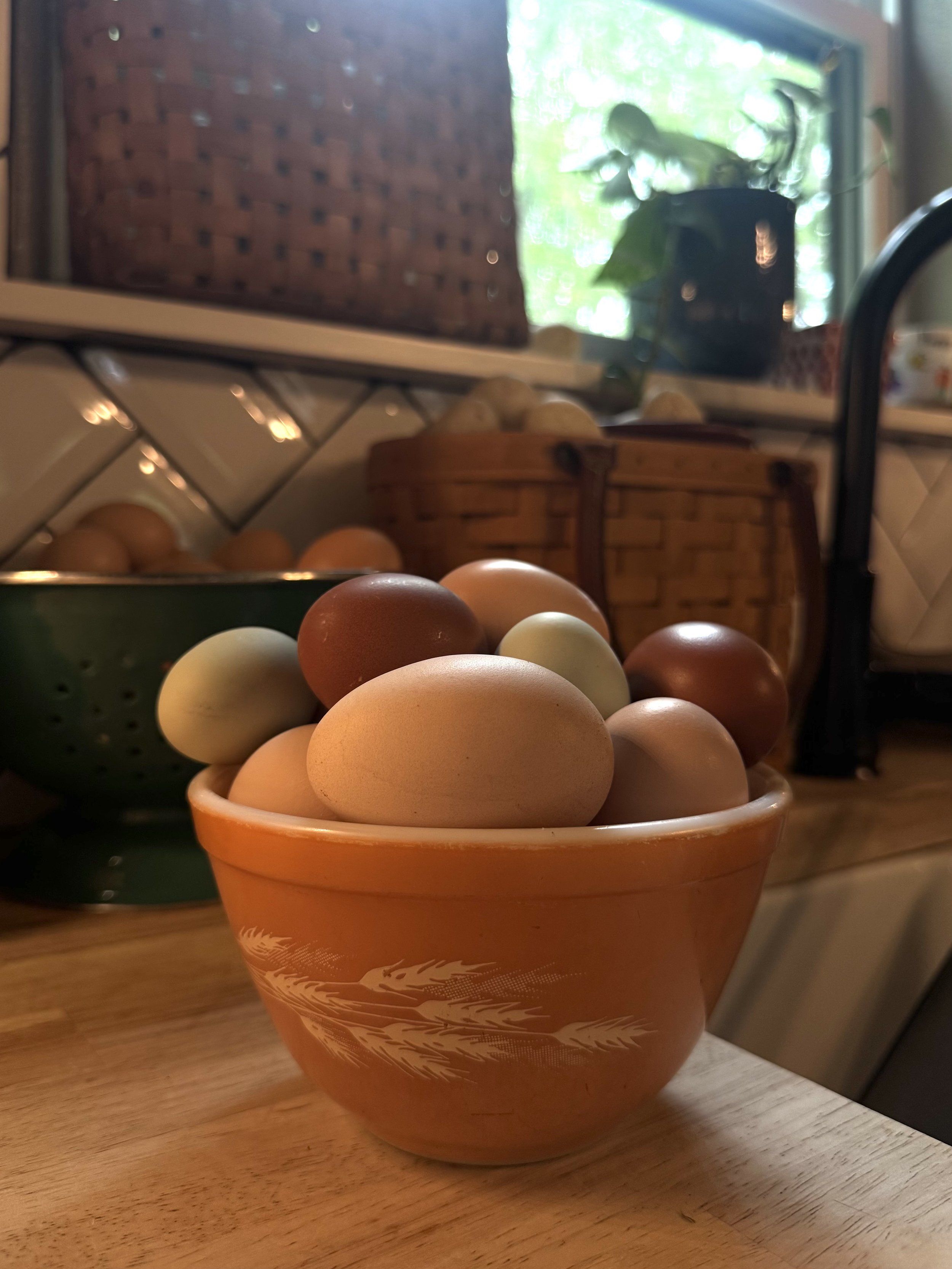 Pasture raised chicken eggs
