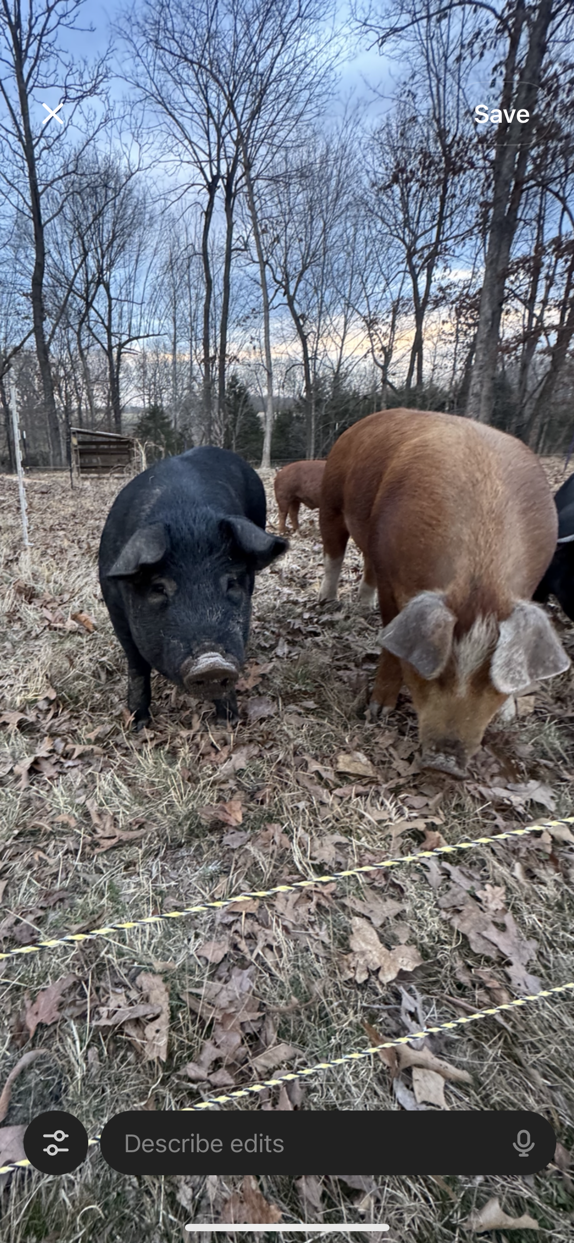 Pasture raised Pork