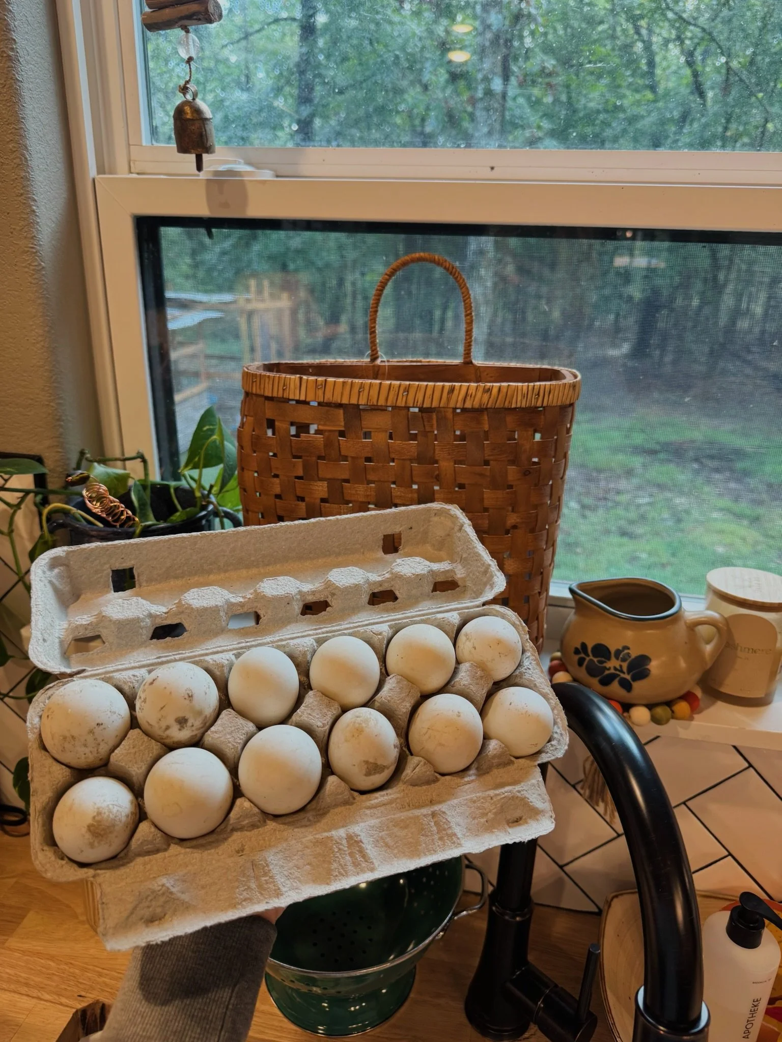 Duck eggs