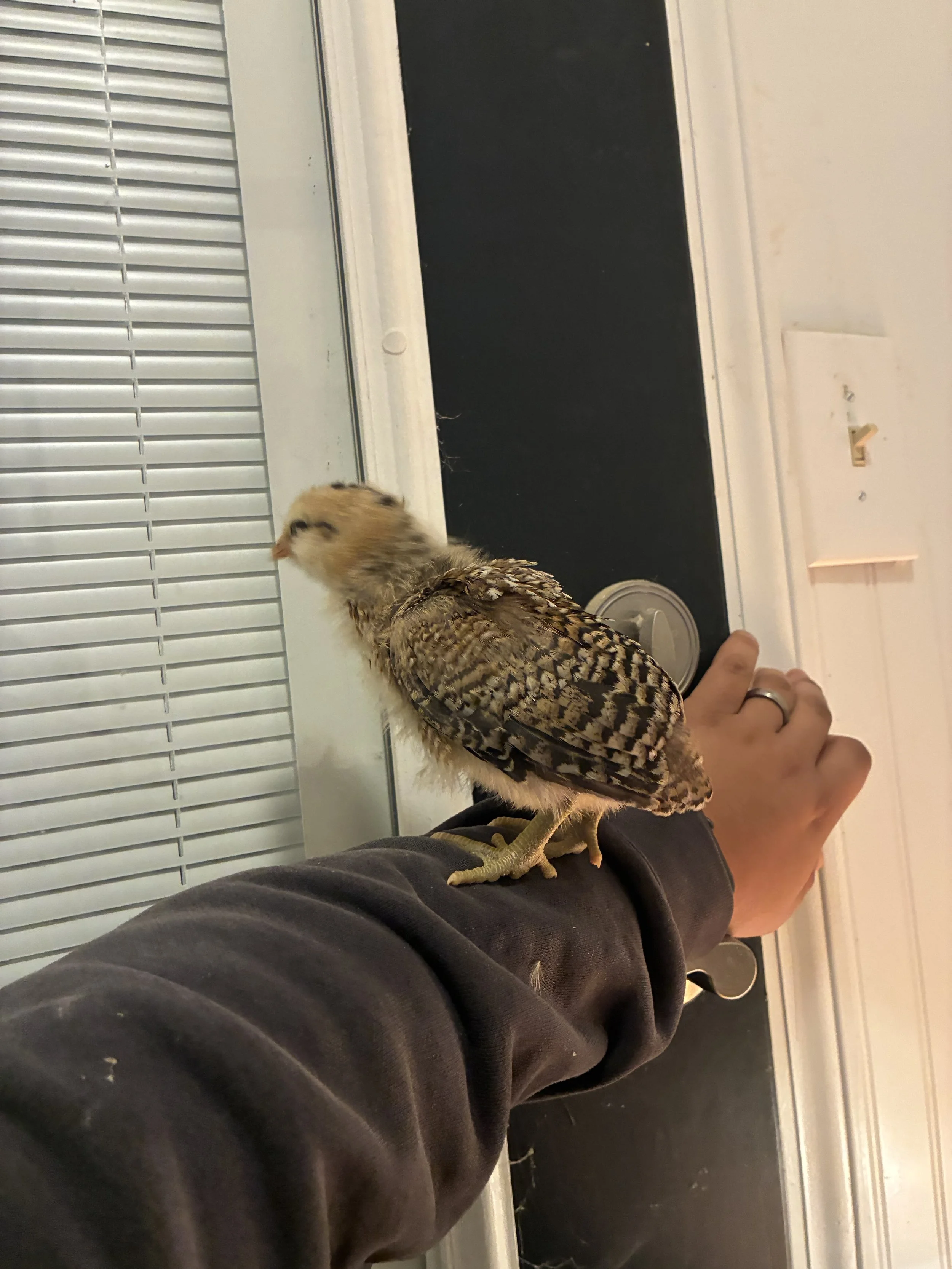 Chicks