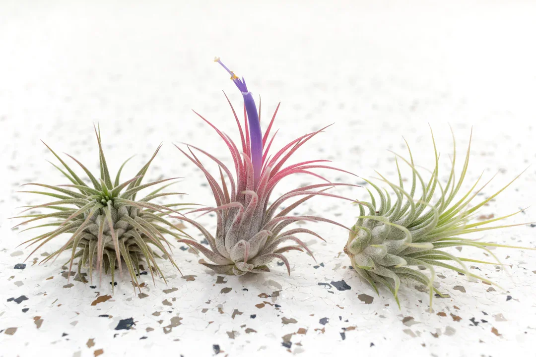 airplantcity_tillandsia_airplants-Ionantha-Guatemala-47_5786aafd-3e5c-43e1-baf8-625148cb8788.webp