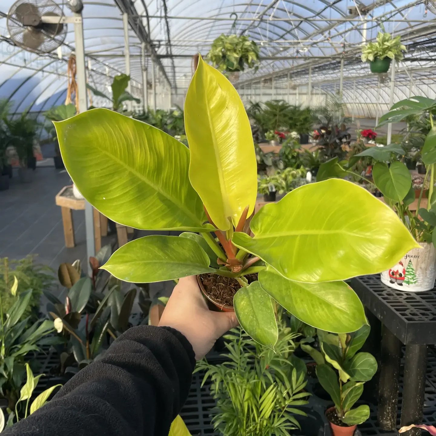 Pre-Oder Moonlight Philodendron 4