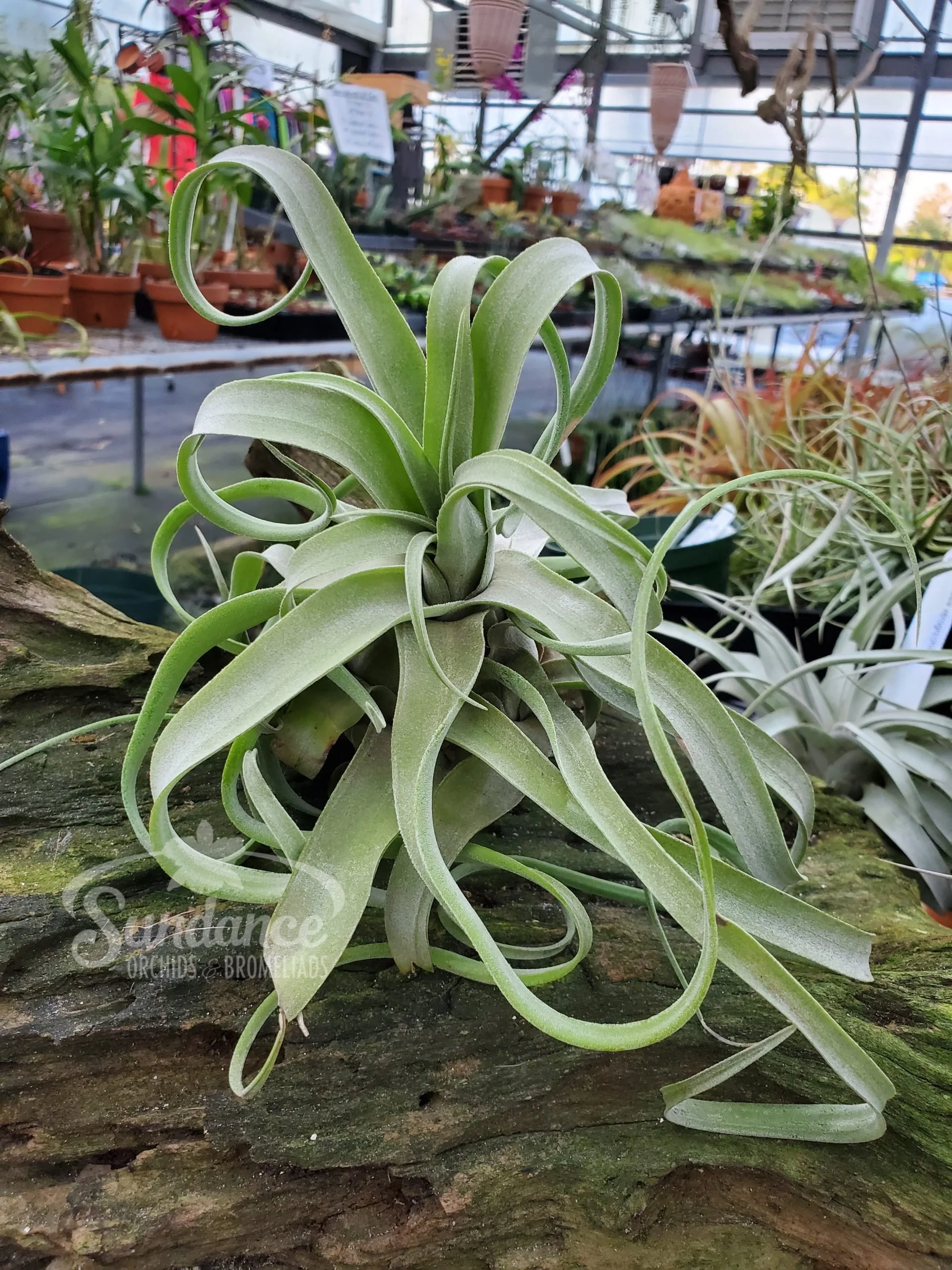 Tillandsia-Streptophylla-1-scaled.jpg