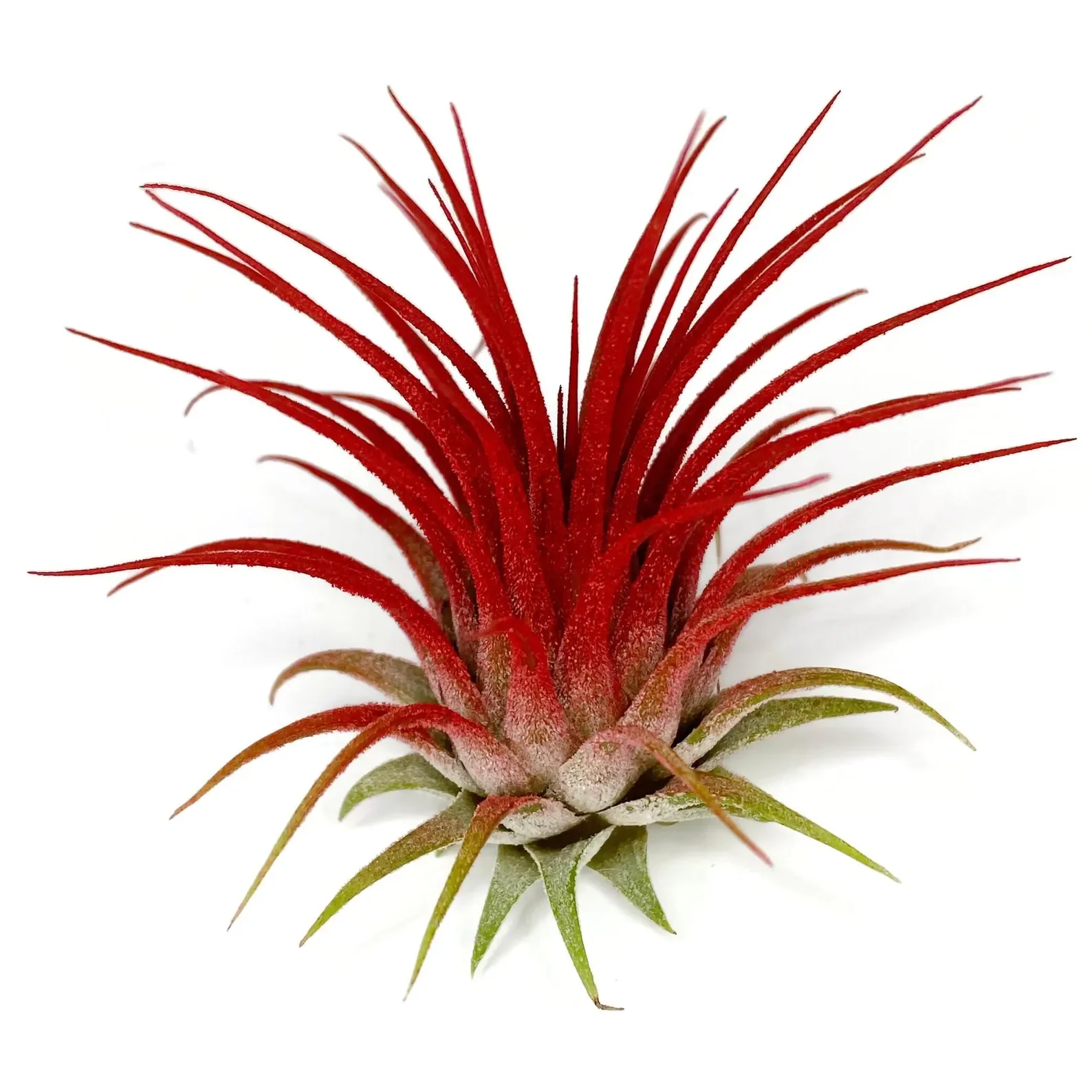 Pre-Order Tillandsia Ionantha Guatemala Air Plant (PRE-ORDER)