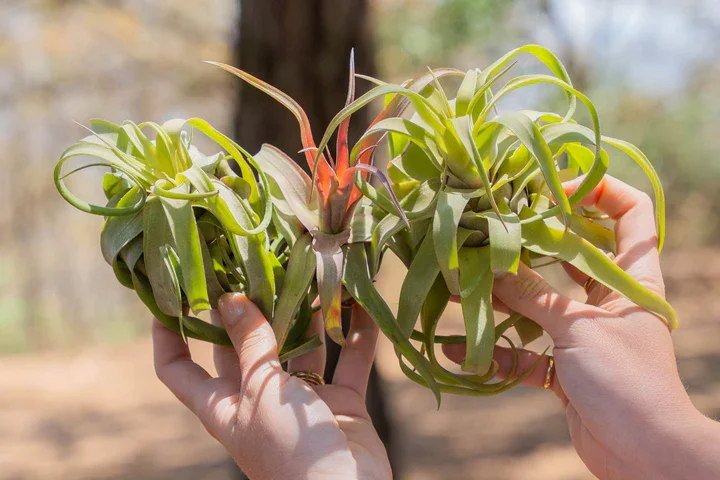Pre-Order Tillandsia Streptophylla Air Plant (PRE-ORDER)