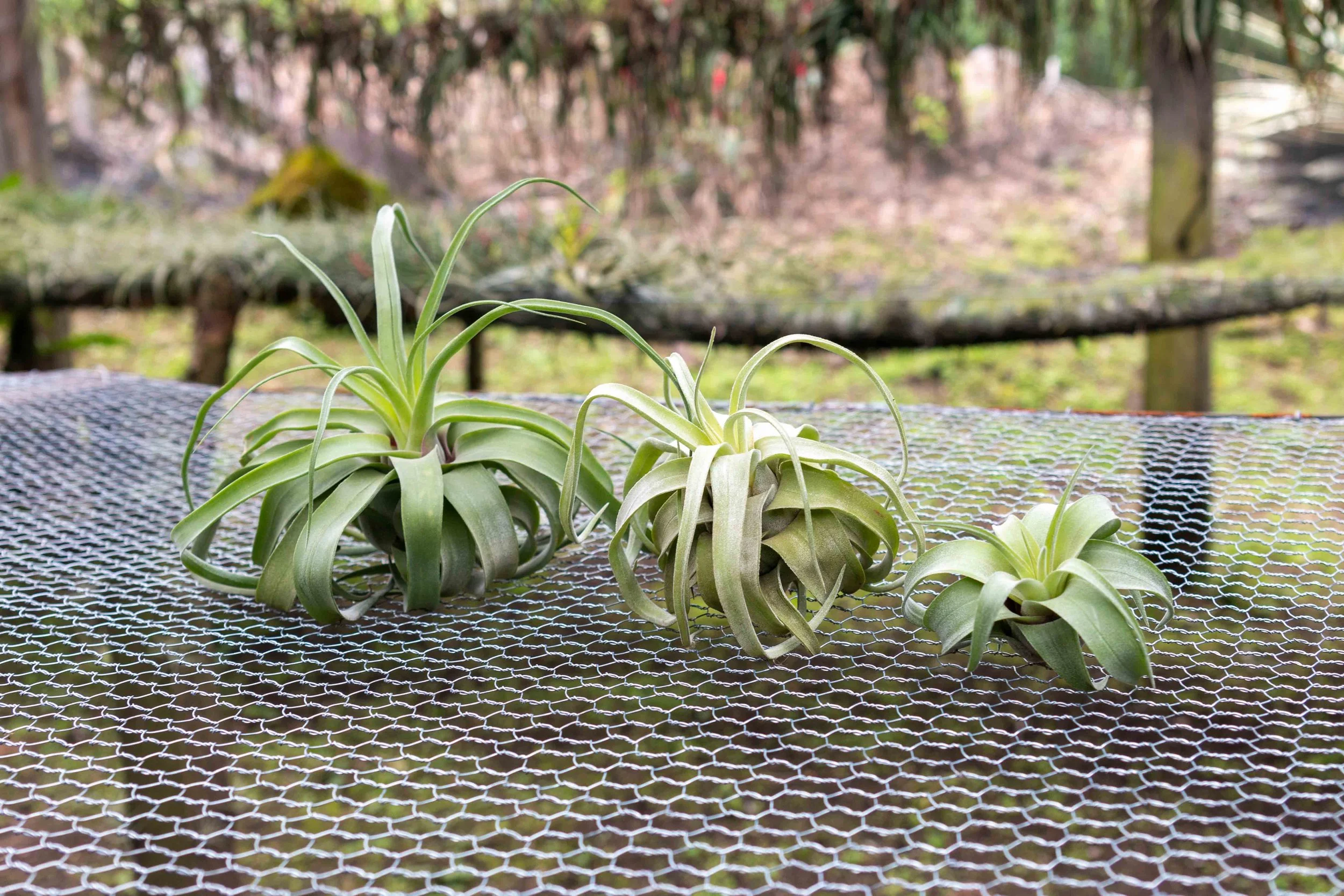 Tillandsia_Streptophylla_Pure_Air_Plant-11.jpg