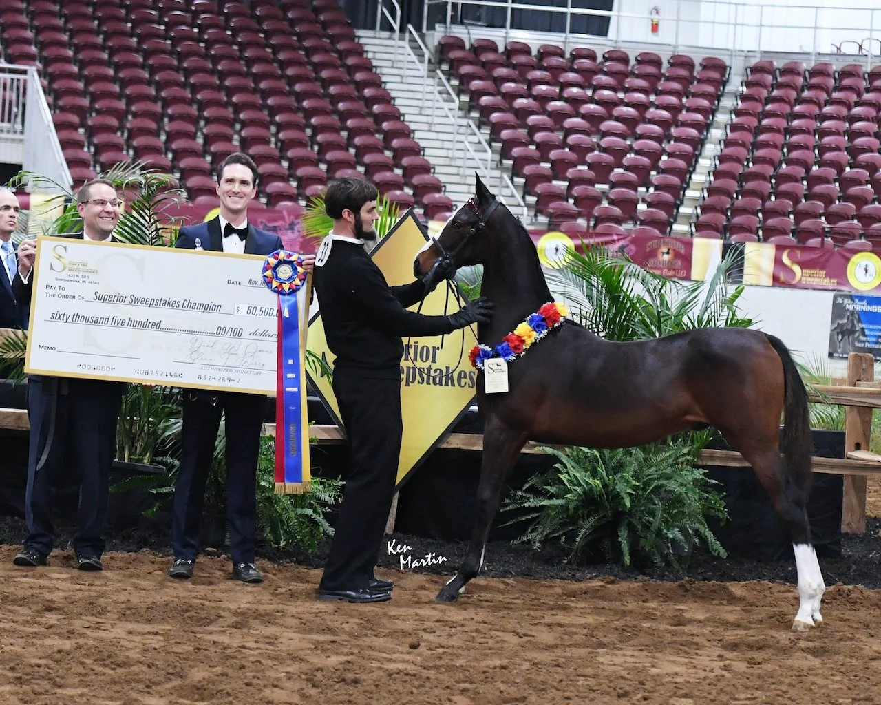 SSDF Rhythm and Blues 2022 bay stallion Graycliff Tony x DDF Jazz
Winner of the 2022 Superior Sweepstakes 