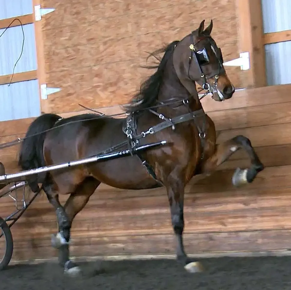 SSDF Flight Risk 2021 Bay gelding DDF Raptor x MJY's Sequence 
2025 GN Champion Pleasure Driving 4YO