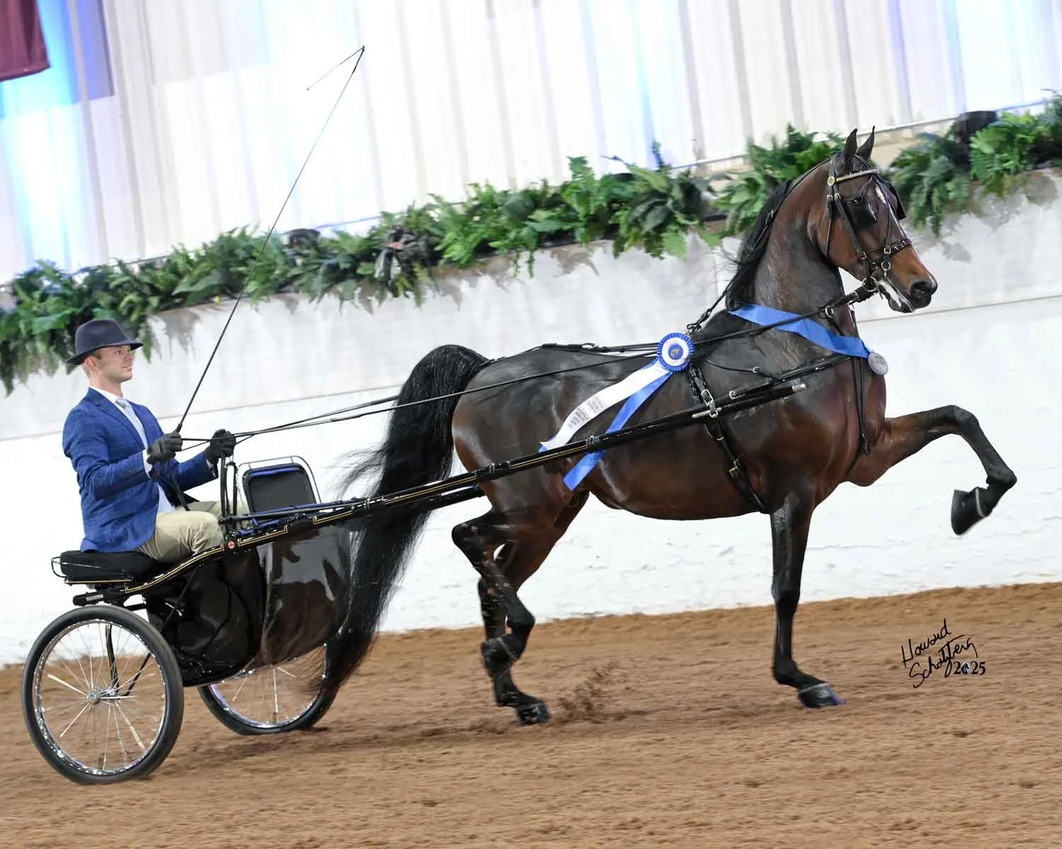 SSDF Flight Risk 2021 Bay gelding DDF Raptor x MJY's Sequence 
2025 GN Champion Pleasure Driving 4YO