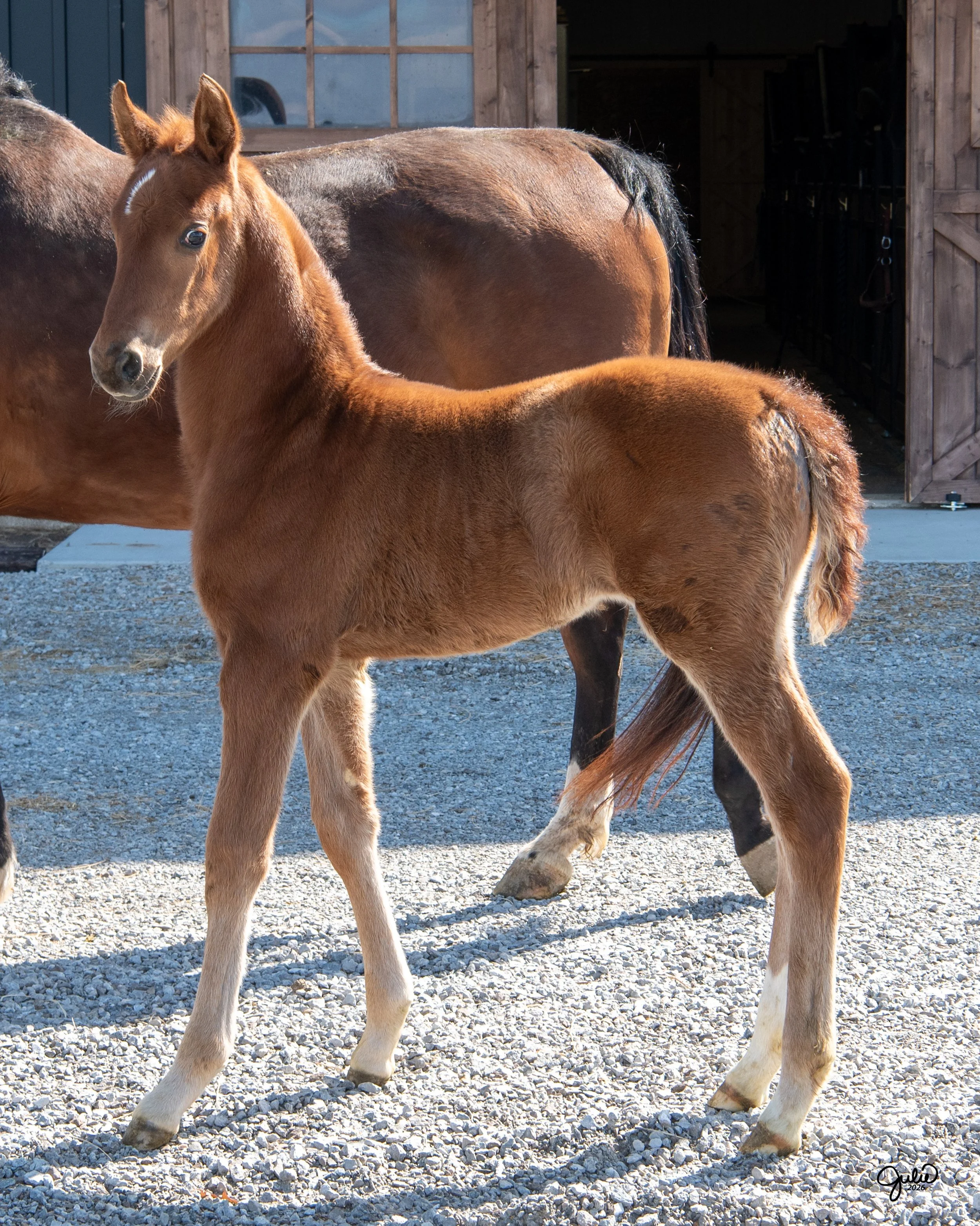 2026 Filly by Axios From The South