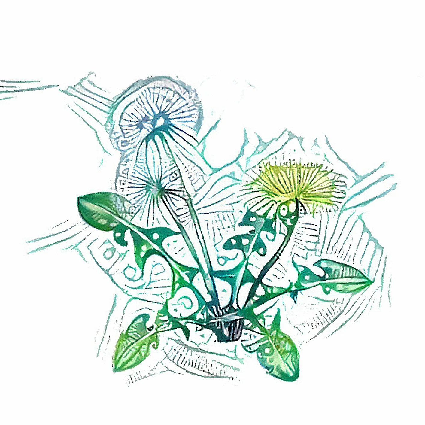 Dandelion.jpg