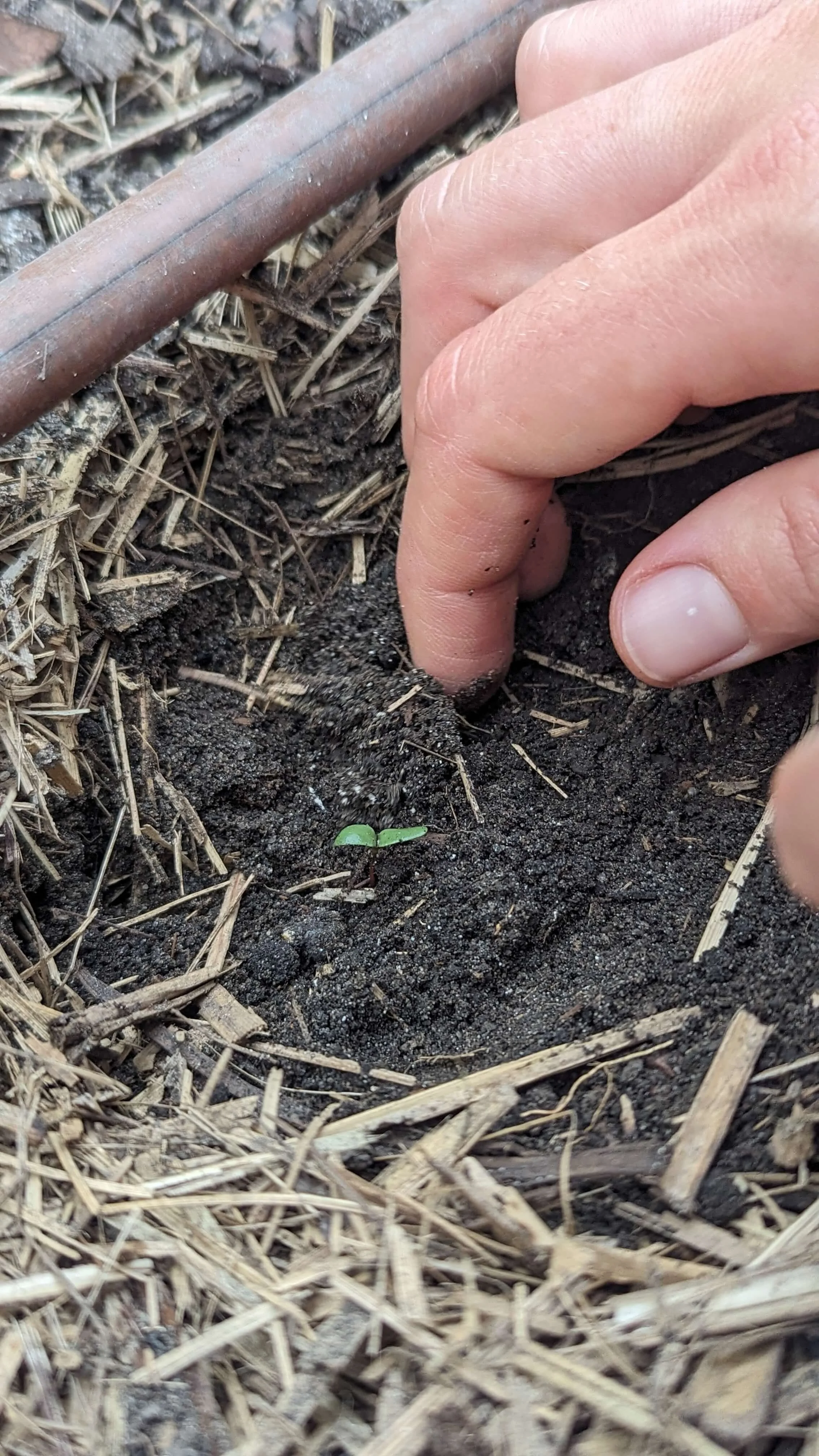 A small green sprout emerging from dark soil, with a person's finger nearby, surrounded by dry grass and straw.