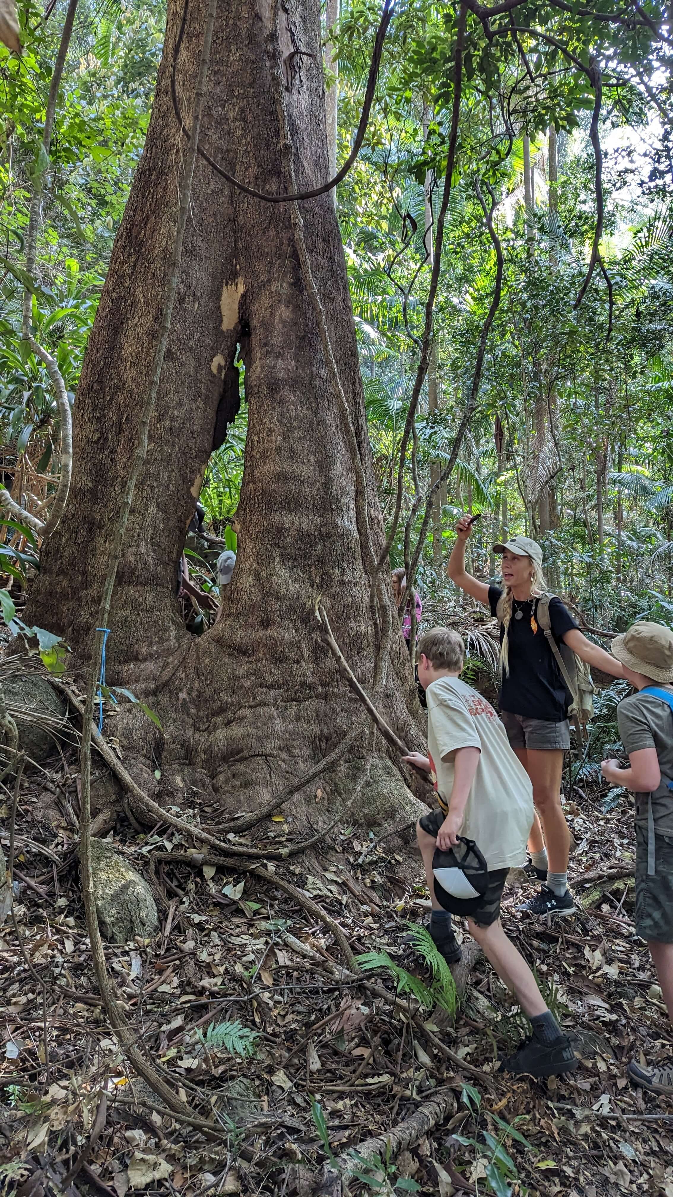 A group of children and a woman, possibly a guide, on a guided nature tour in a dense tropical forest. They are examining a very large tree with a wide trunk and vines hanging from it.