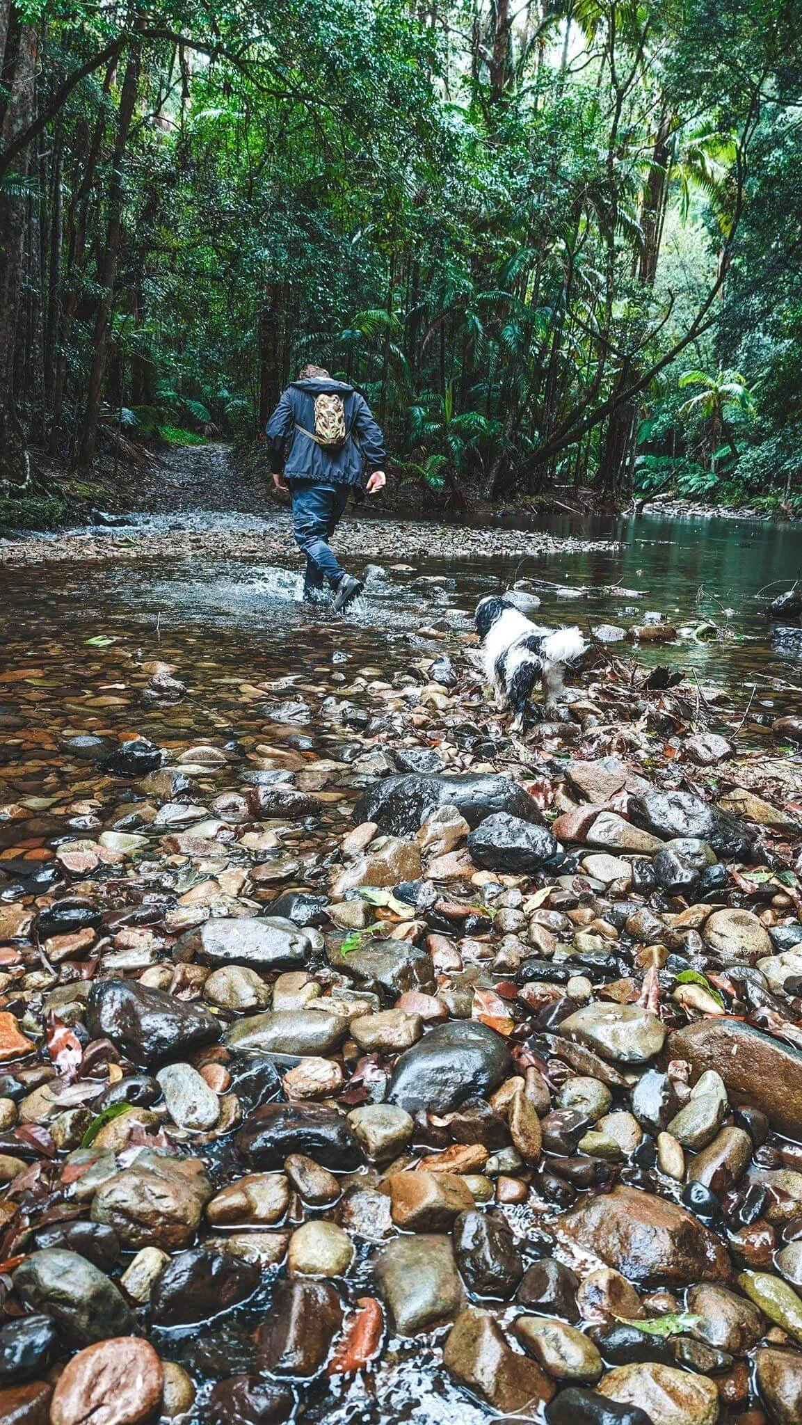 A person walking through a shallow rocky creek in a dense green rainforest with a dog.