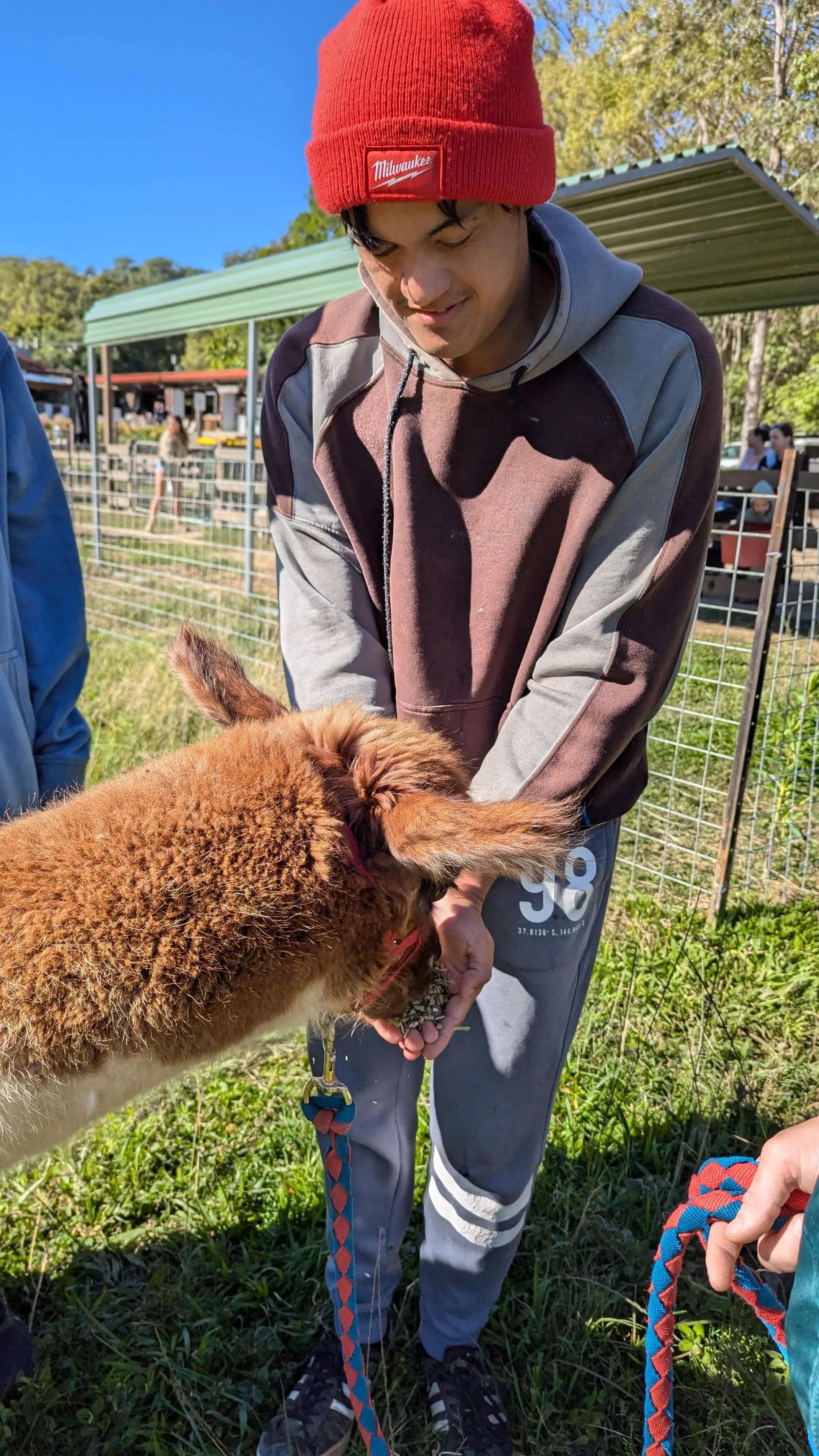 A young man wearing a red beanie, a gray and brown hoodie, and gray pants is outside on a sunny day, holding a brown and white alpaca on a leash. There are other people and green trees in the background.
