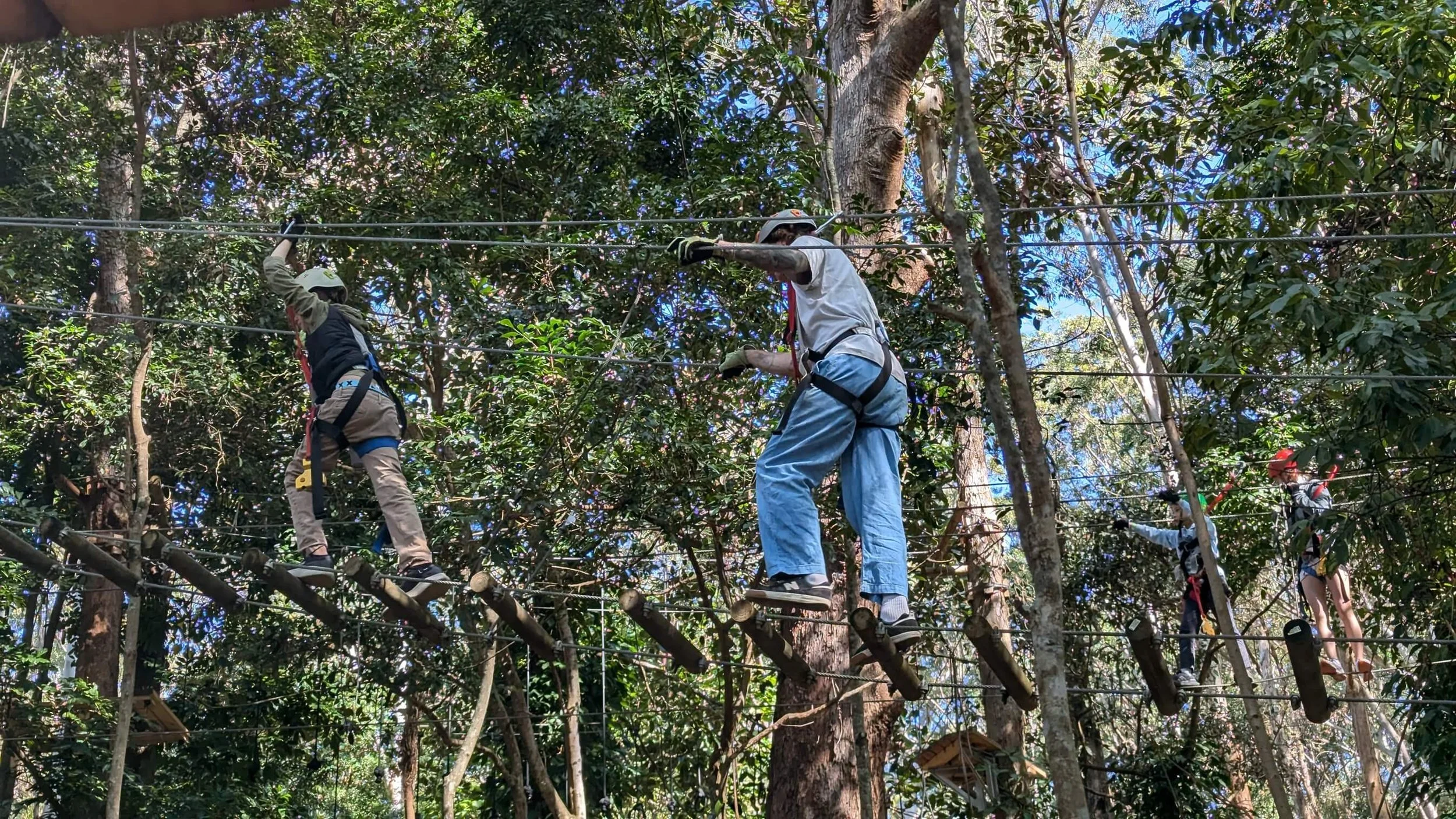 People wearing safety helmets and harnesses walking on a high ropes course among tall trees.