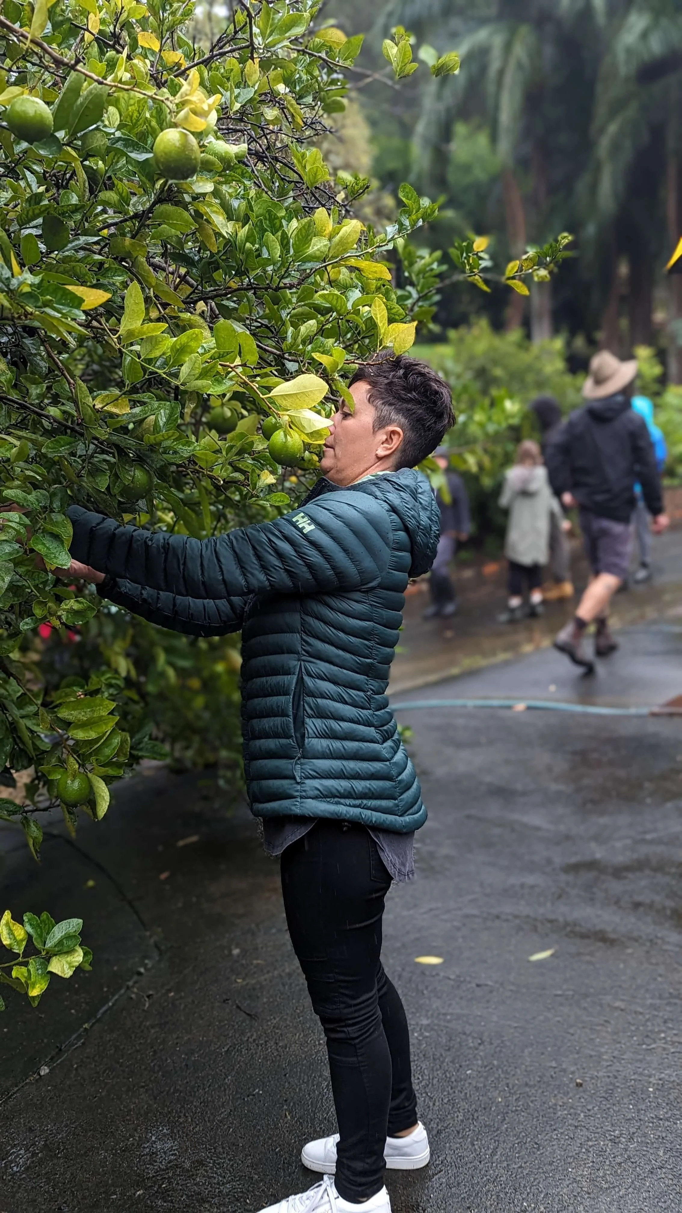 A person in a blue puffer jacket and black pants stands outdoors on wet pavement, smelling green citrus fruits on a tree, with blurred people in background.