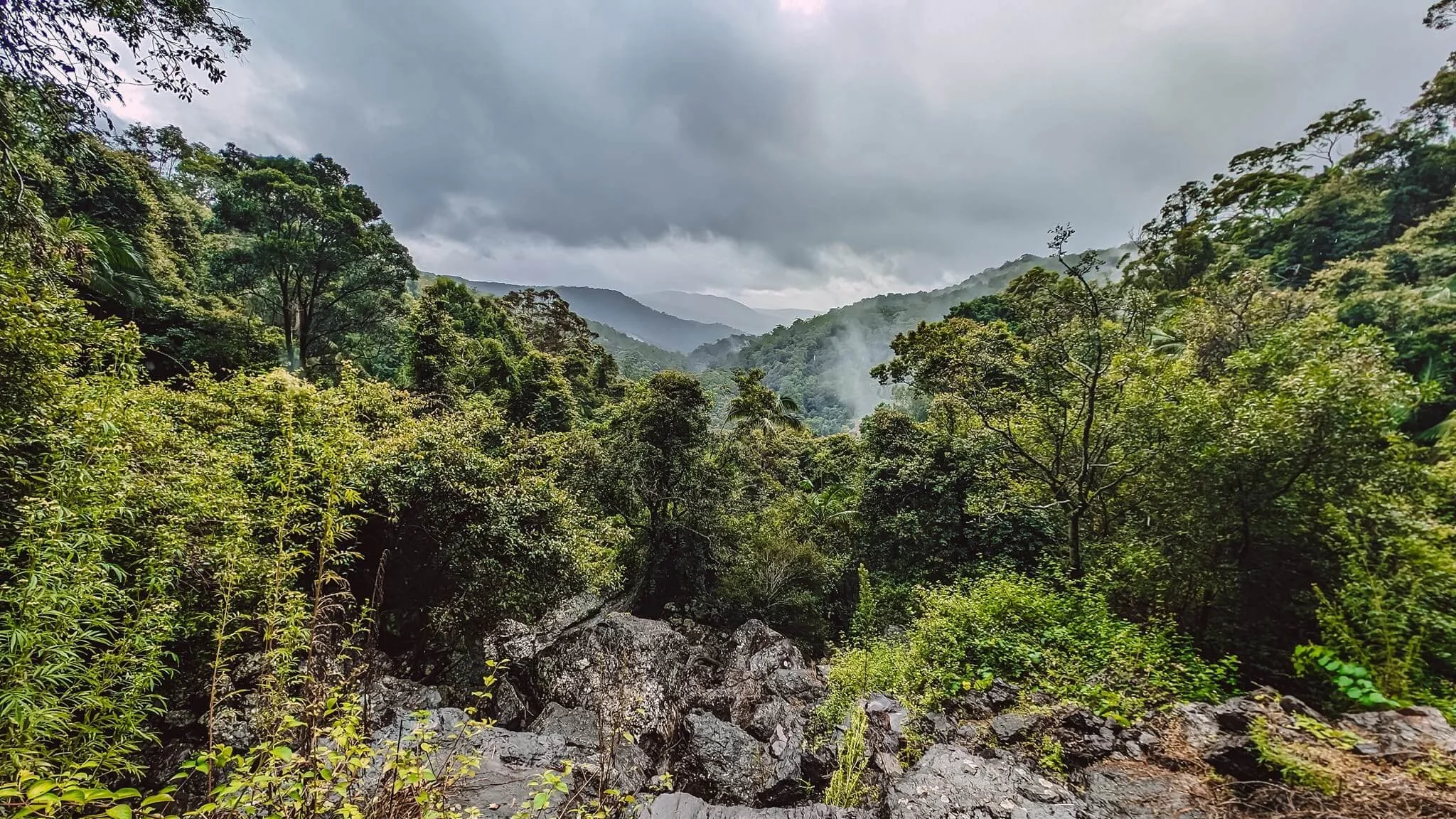 A lush green rainforest with dense trees and mountains in the background under a cloudy sky, with mist or fog among the trees.