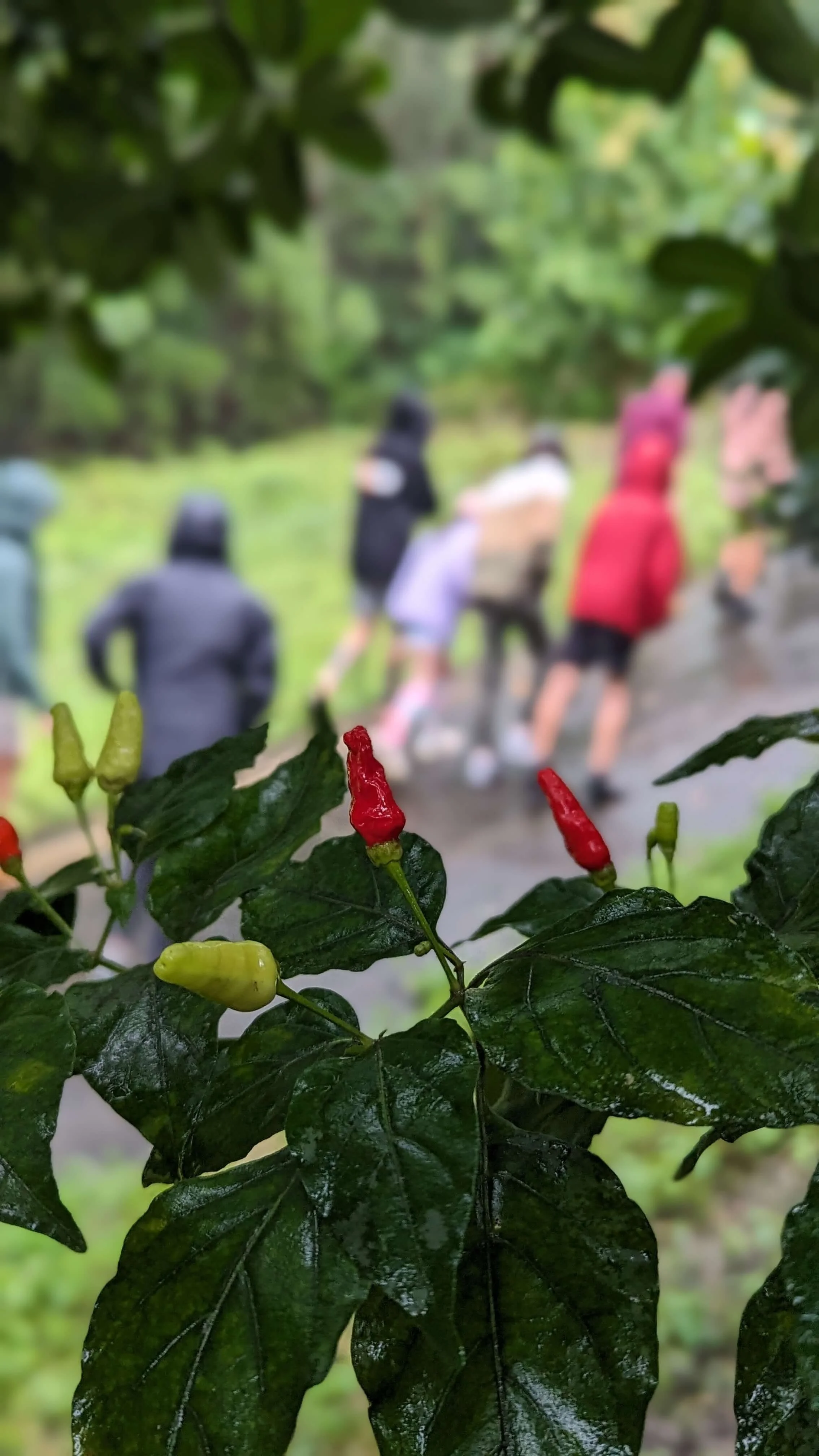 Close-up of a plant with small red and green chili peppers, with blurred people walking outdoors in the background.