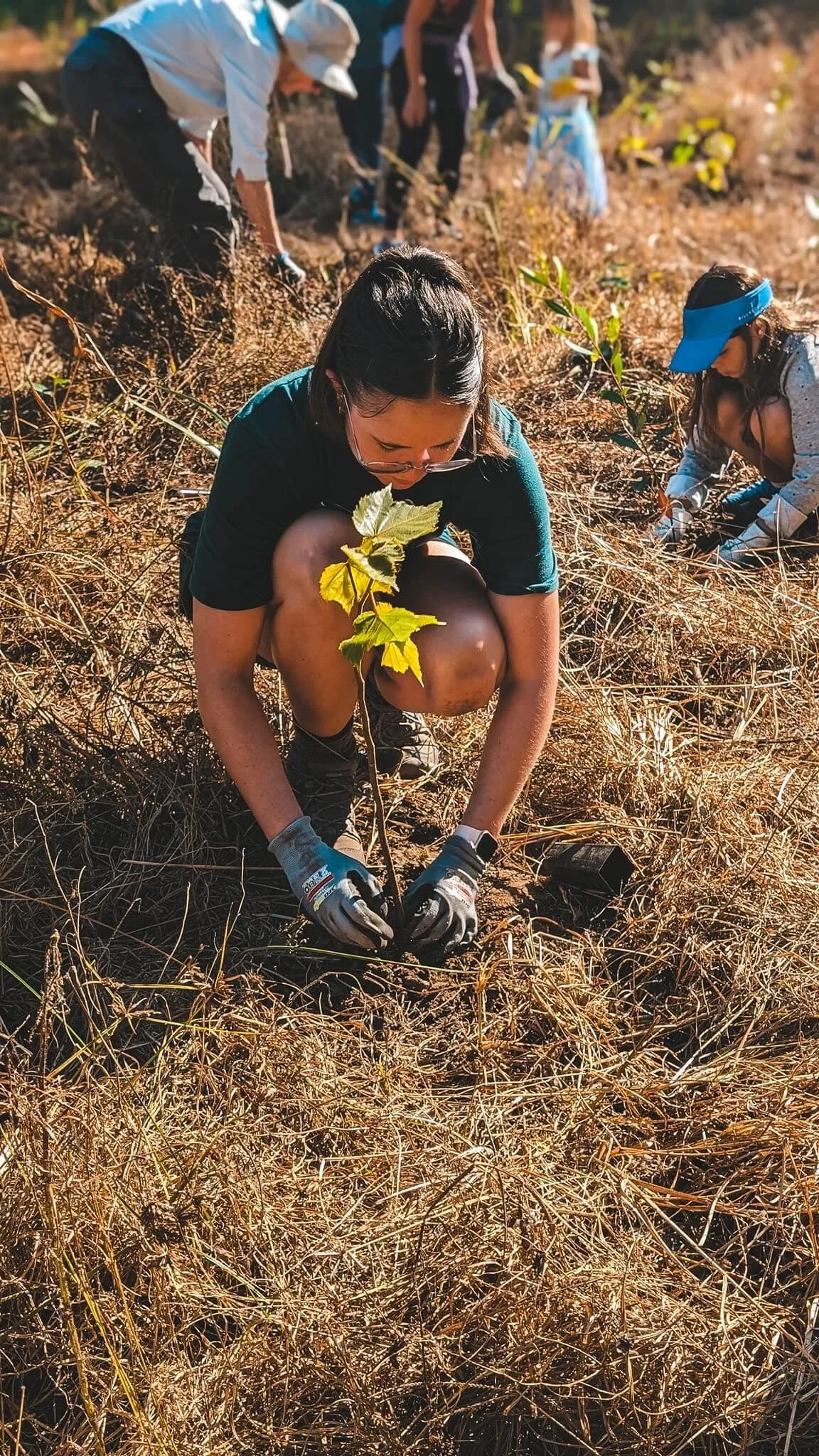 People planting a sapling in dry, brown grass in an outdoor setting.