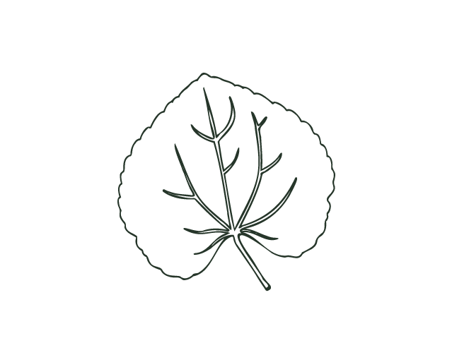 Line drawing of a single leaf with a central vein and smaller branching veins.