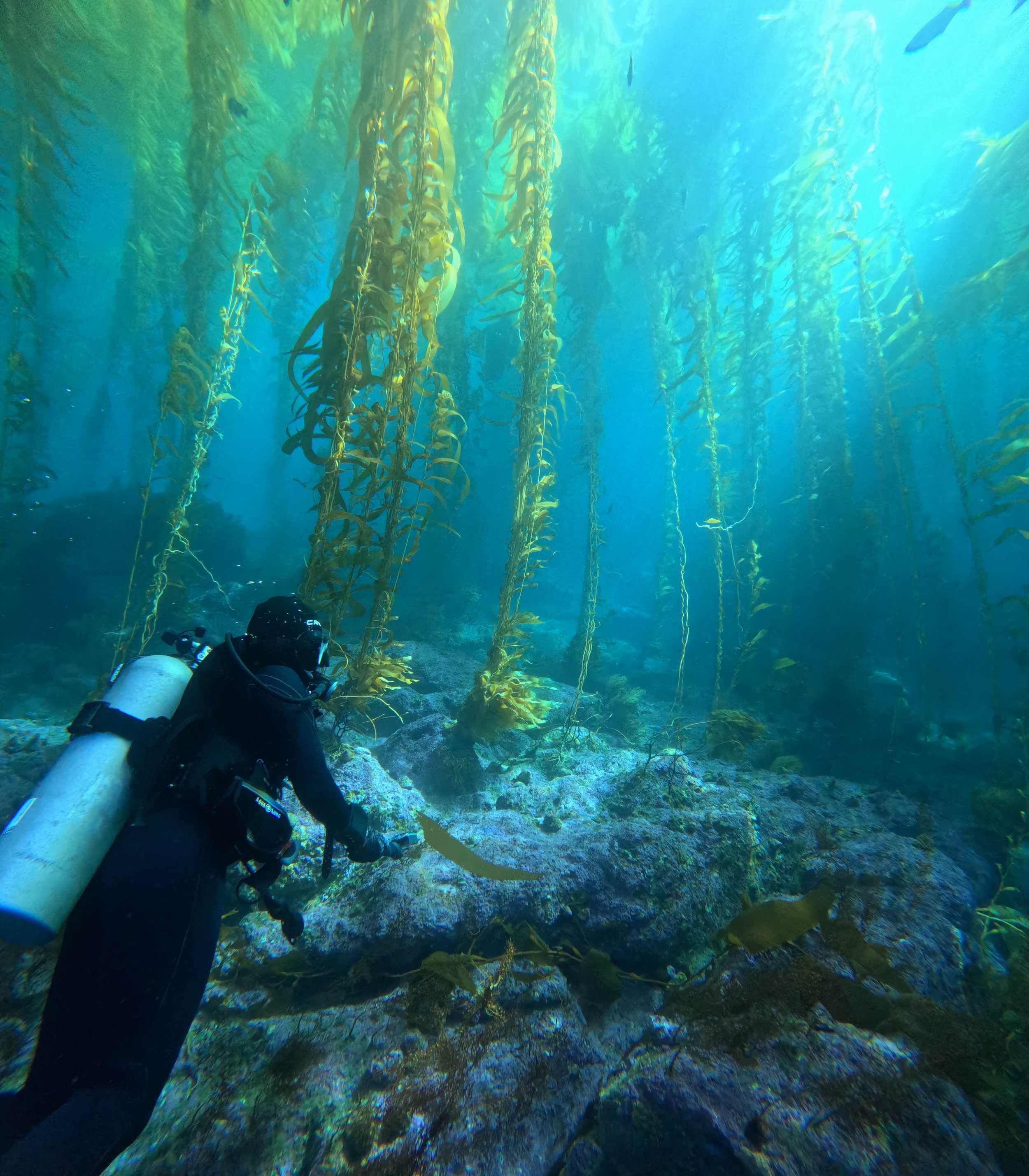 A scuba diver explores an underwater kelp forest with tall kelp plants and rocky ocean floor.