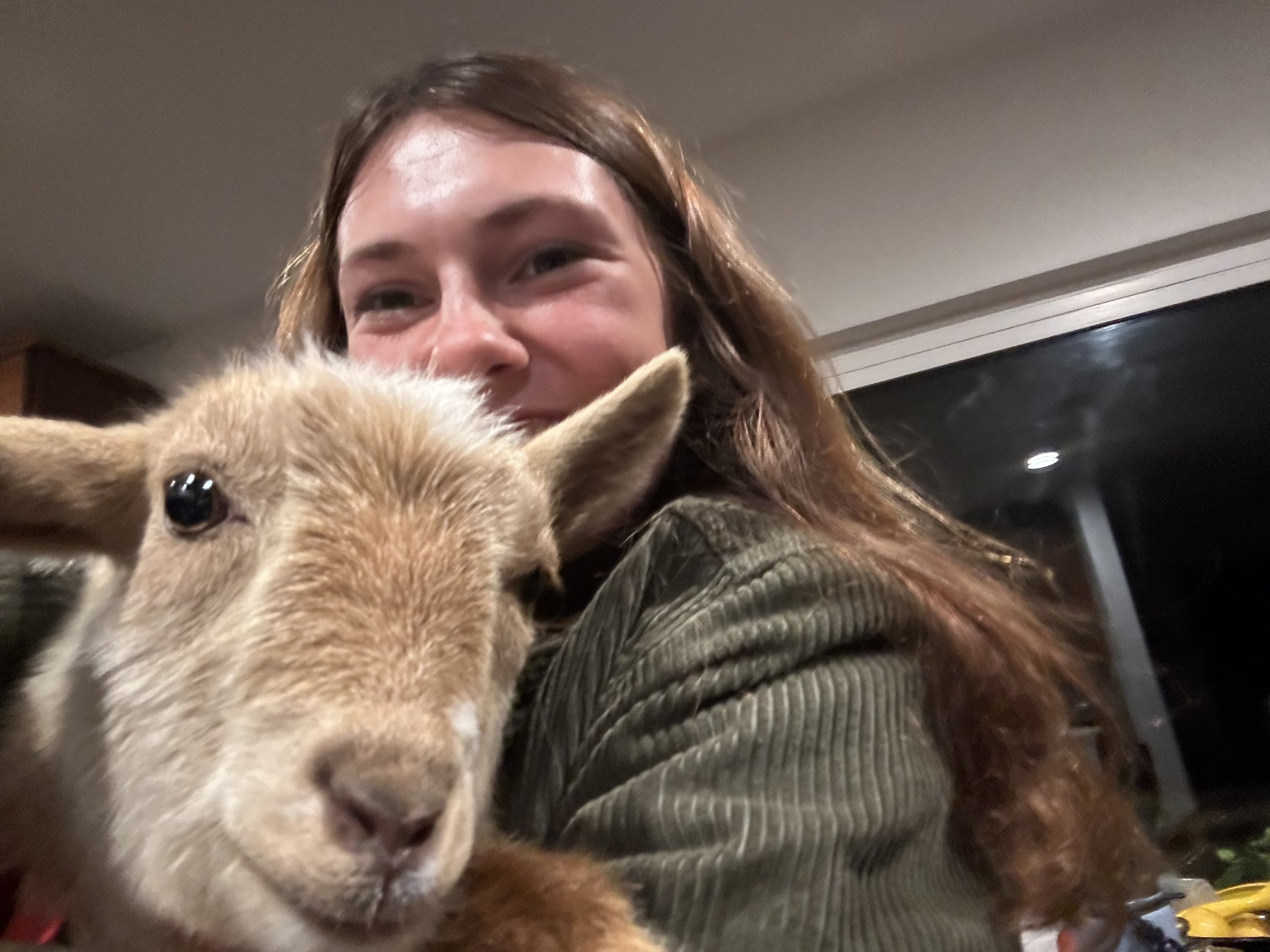 A woman holding a light brown baby goat with black eyes indoors.