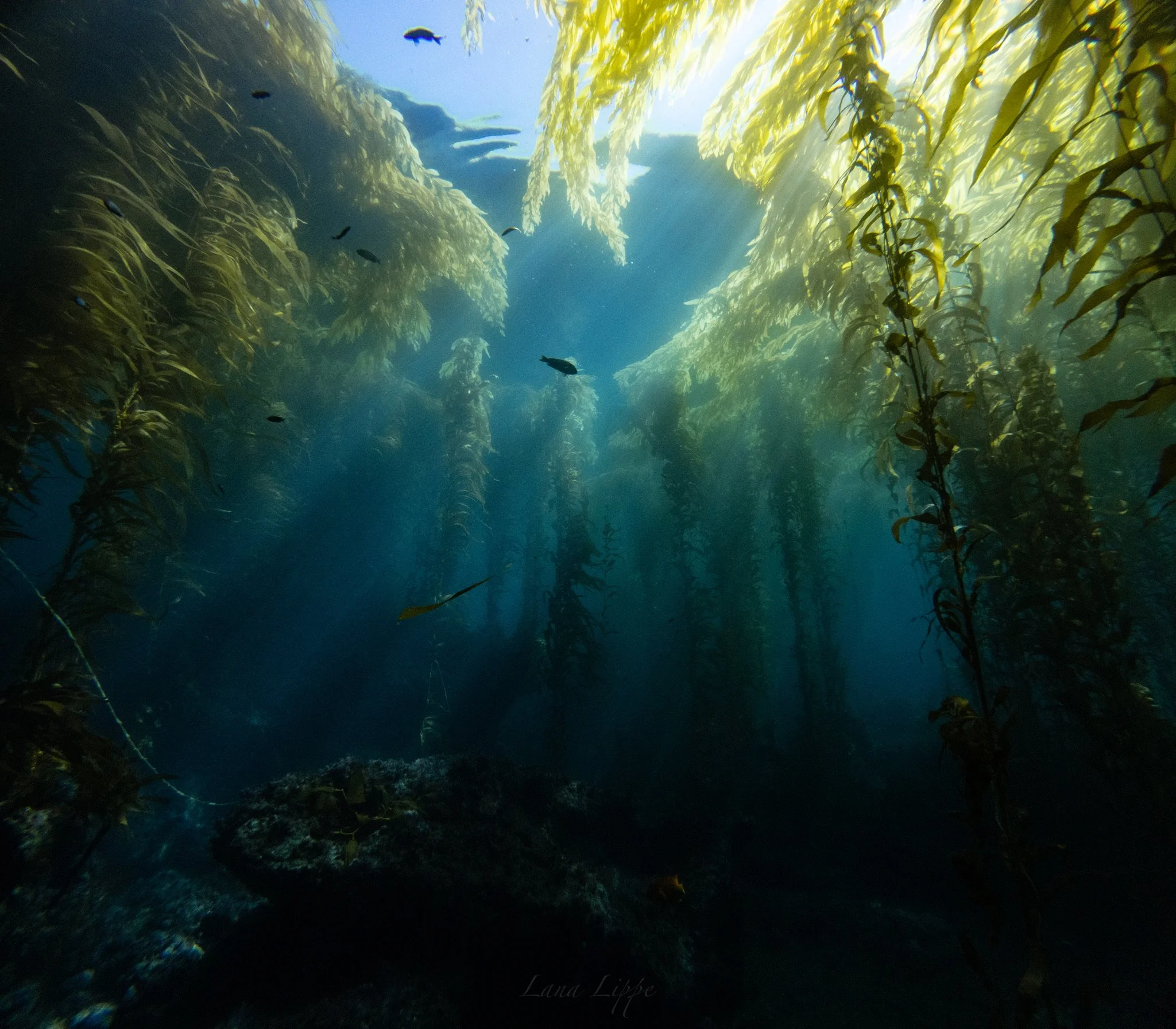 Underwater view of a kelp forest with sunlight filtering through the water, and some small fish swimming among the kelp.