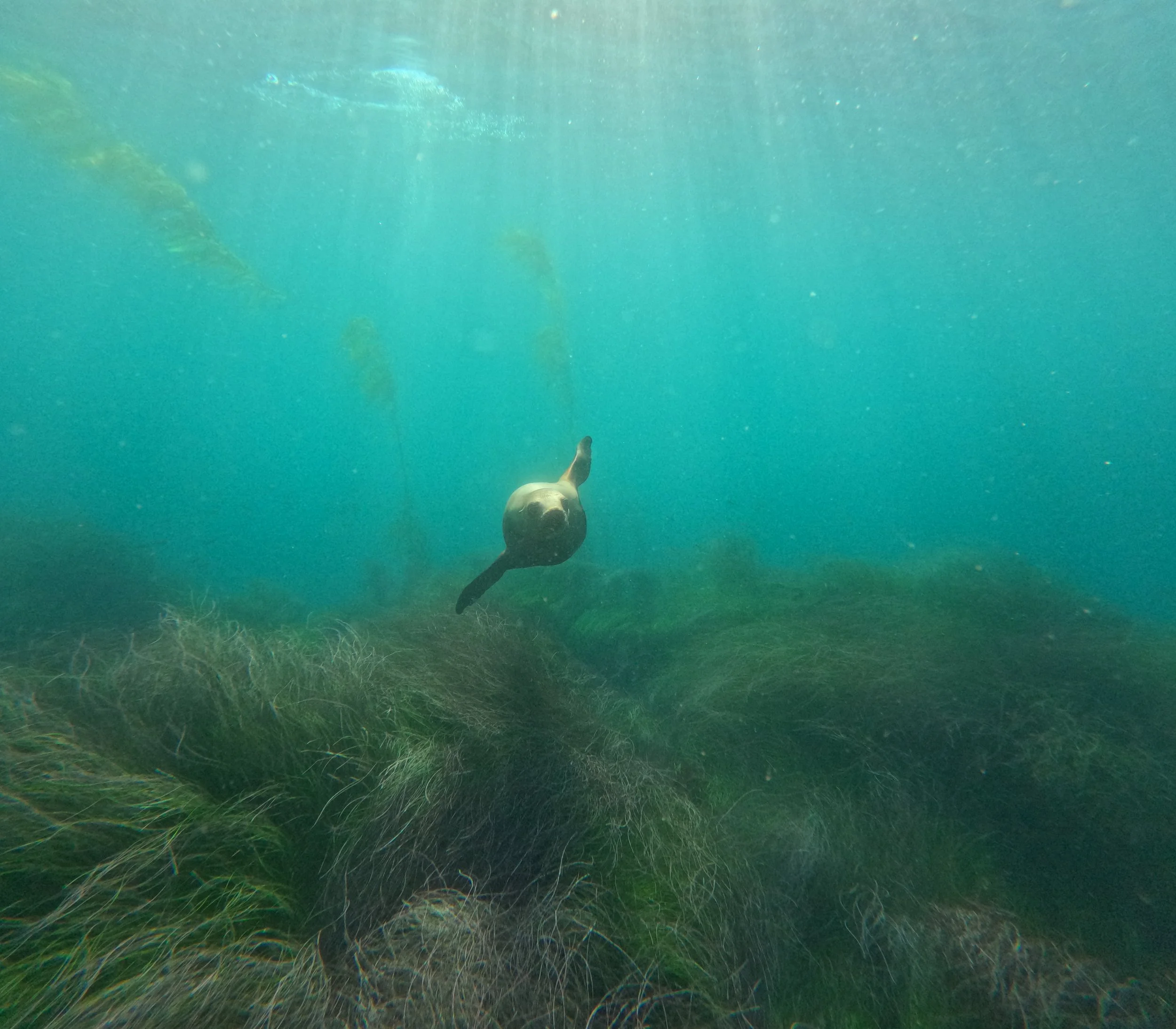 A seal swimming underwater near seaweed, with light rays shining down from above.