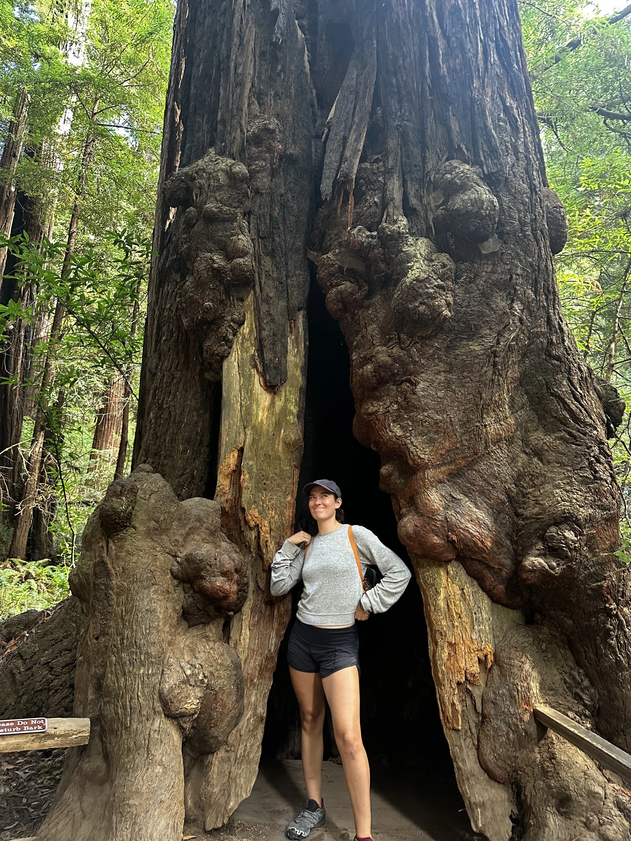 A woman standing next to a large, old redwood tree with a hollow opening in the middle, in a lush green forest.