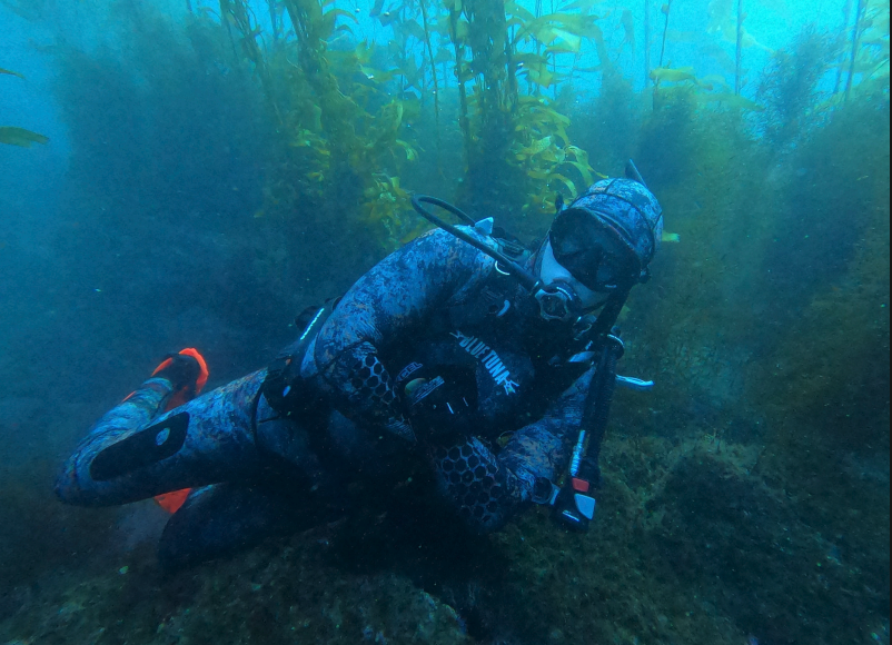 Scuba diver underwater among aquatic plants with diving equipment.