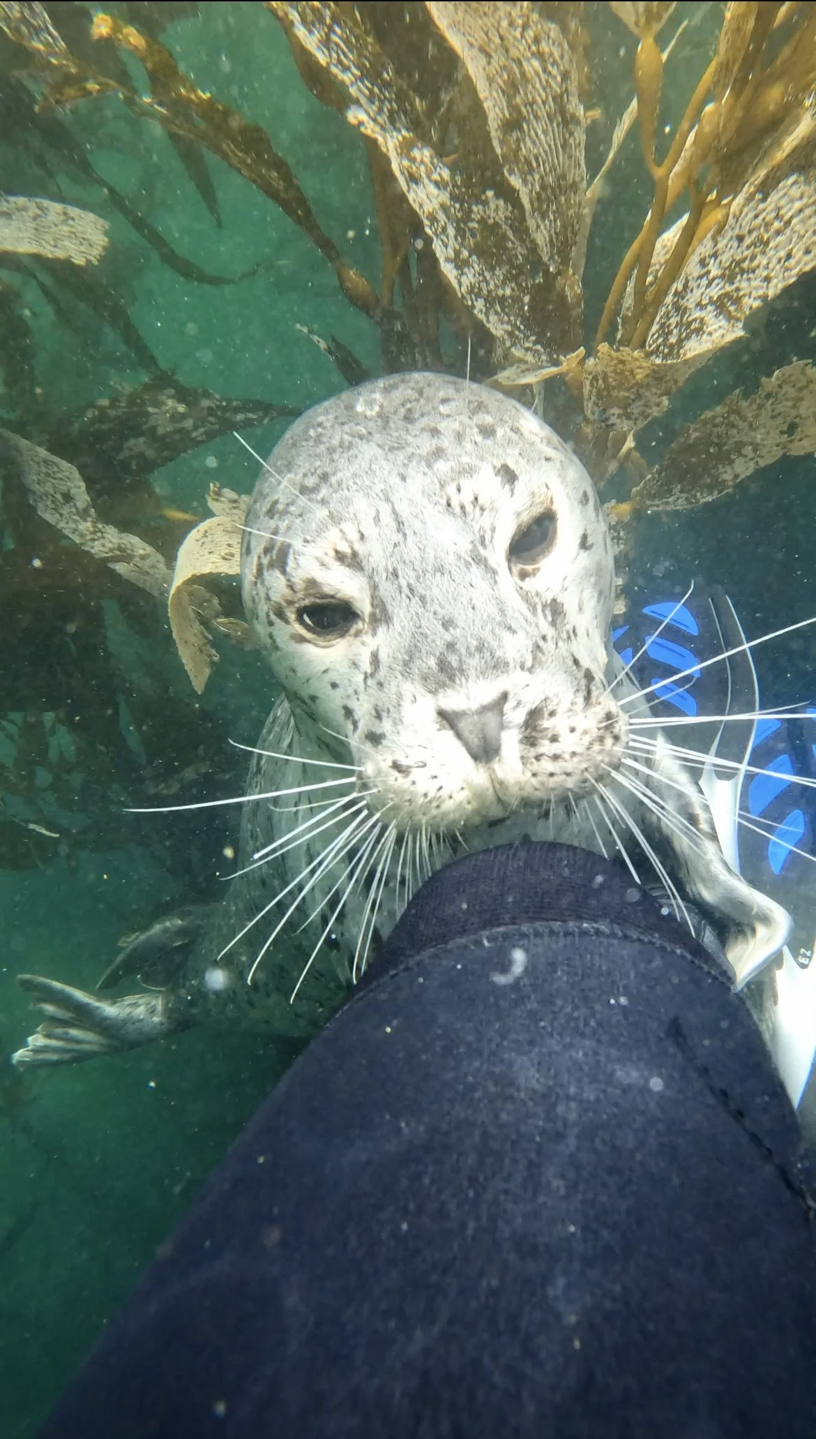 A person is underwater near a seal, which is very close to their leg, in a kelp forest with seaweed.