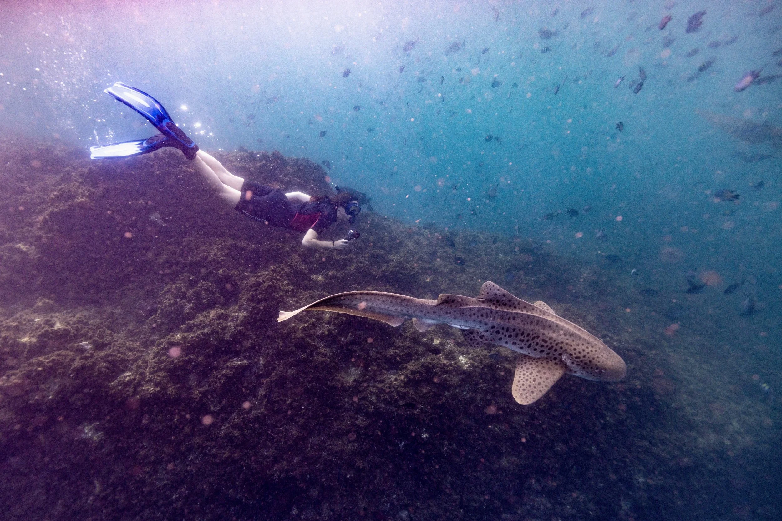 A person snorkeling underwater near a spotted shark on a rocky ocean floor, surrounded by small fish.