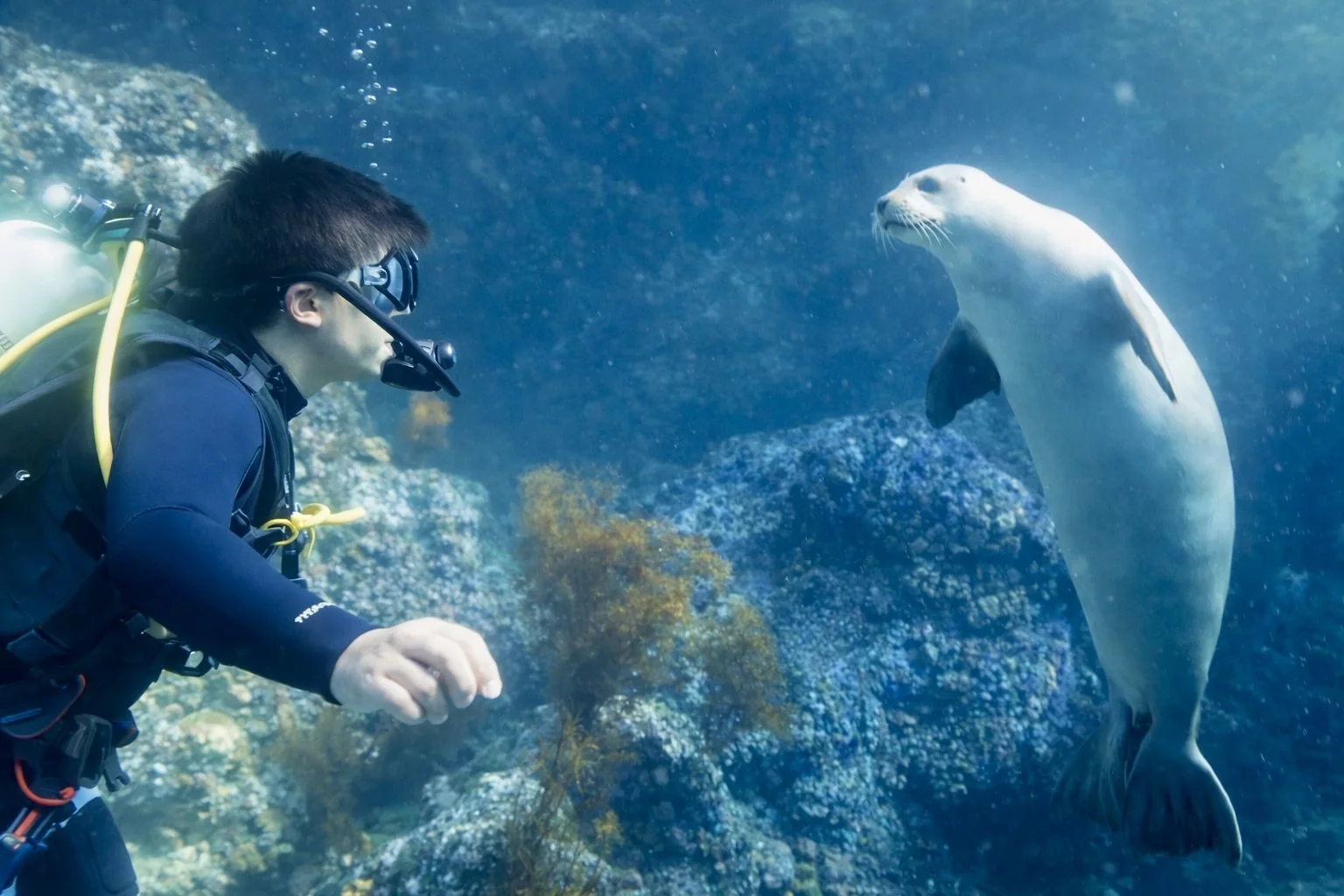 Scuba diver in wetsuit and mask underwater facing a large white and gray seal