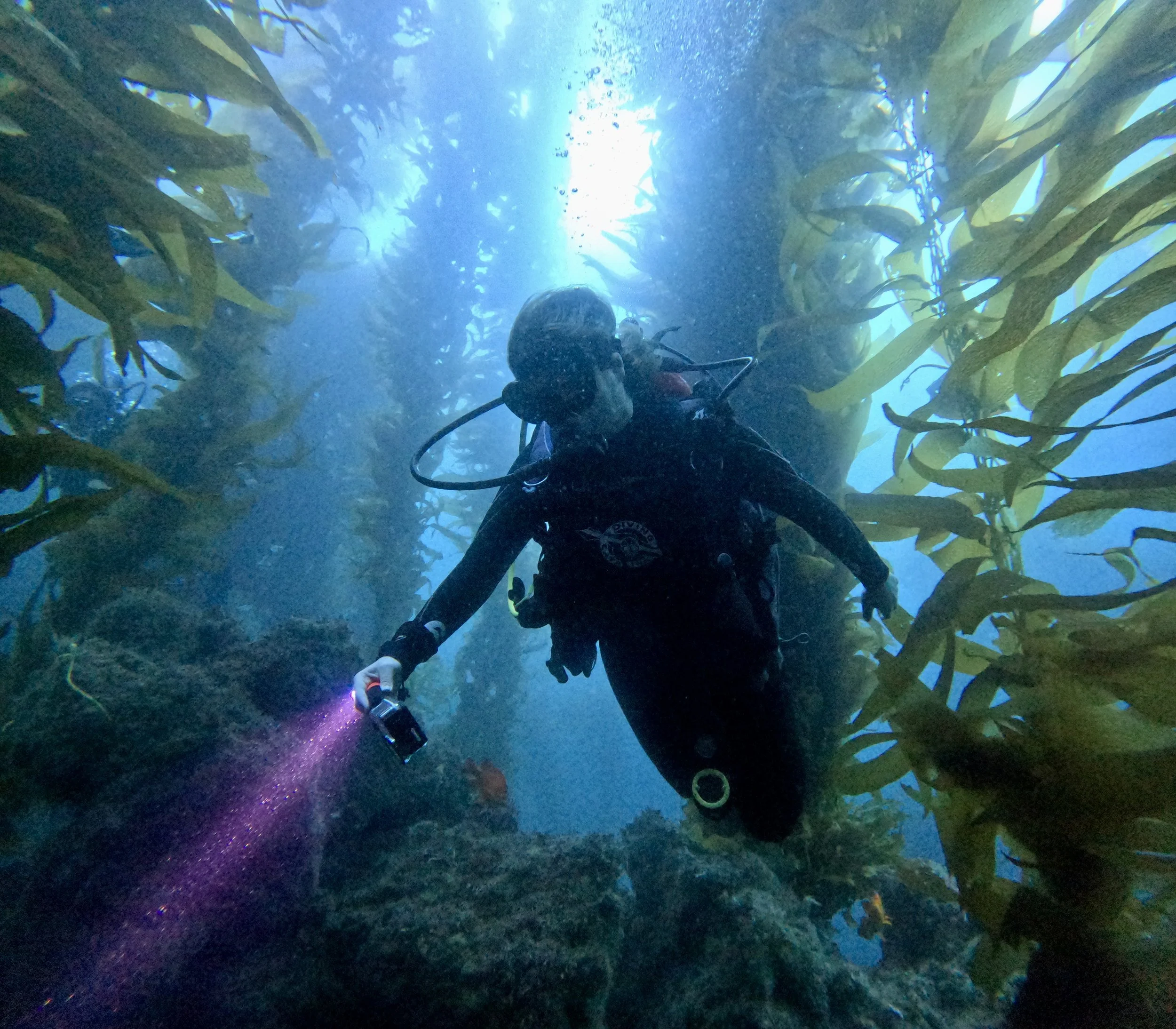 A person scuba diving among tall kelp plants underwater, holding a flashlight in one hand.