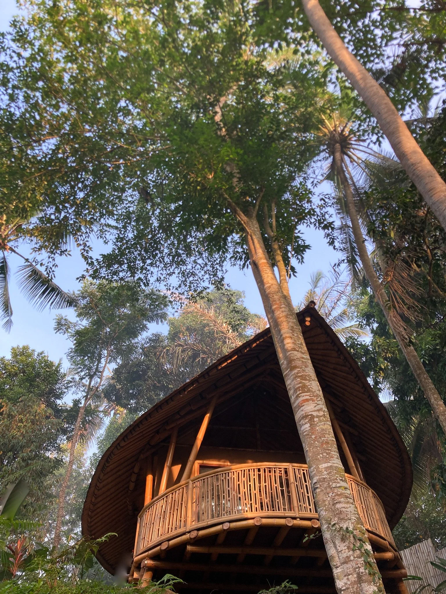 A treehouse made of bamboo with a thatched roof, situated among tall trees with lush green foliage.