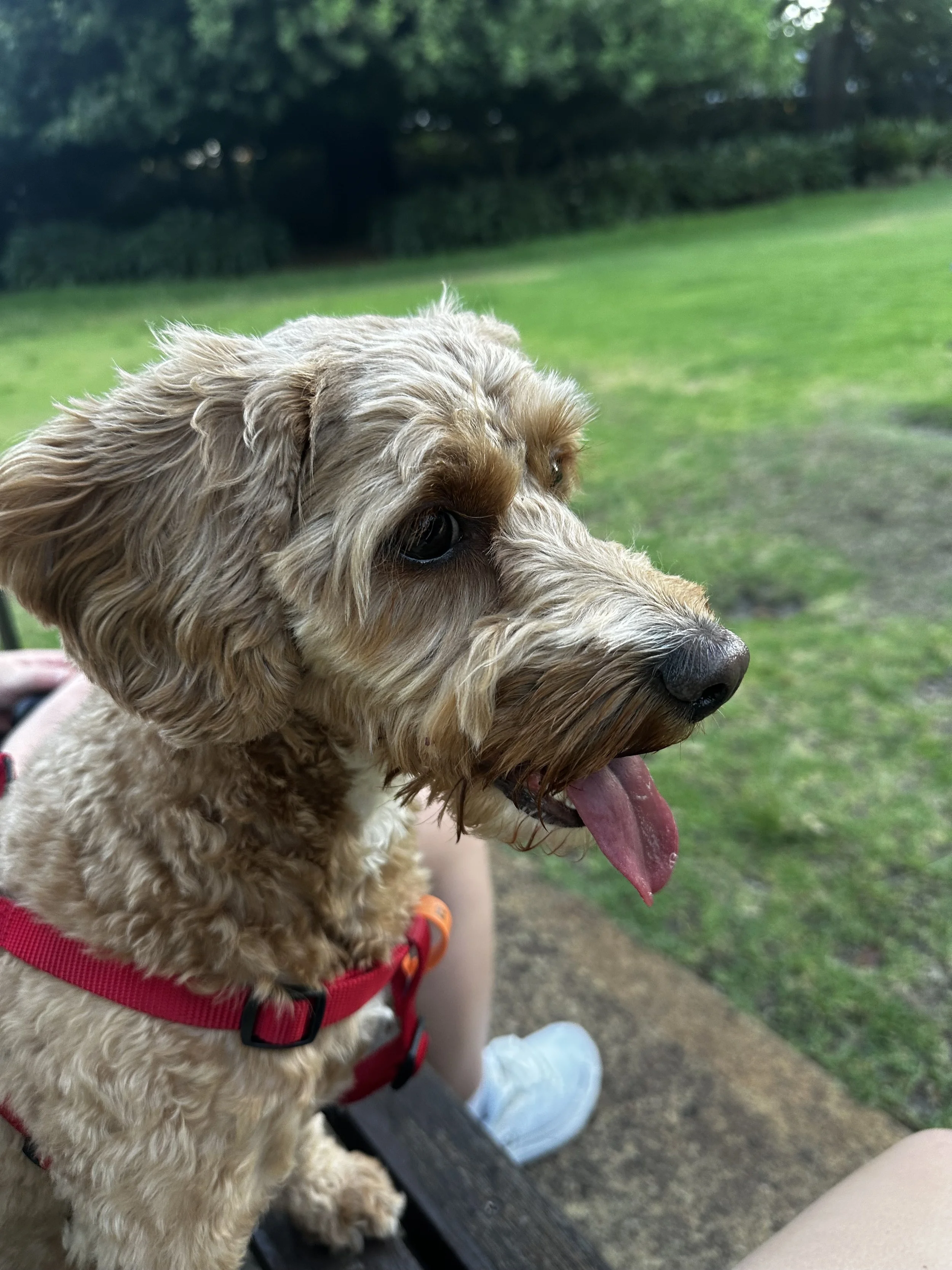 Close-up of a curly-haired beige dog with a red harness, sitting outdoors on a bench with a grassy background, panting with tongue out.