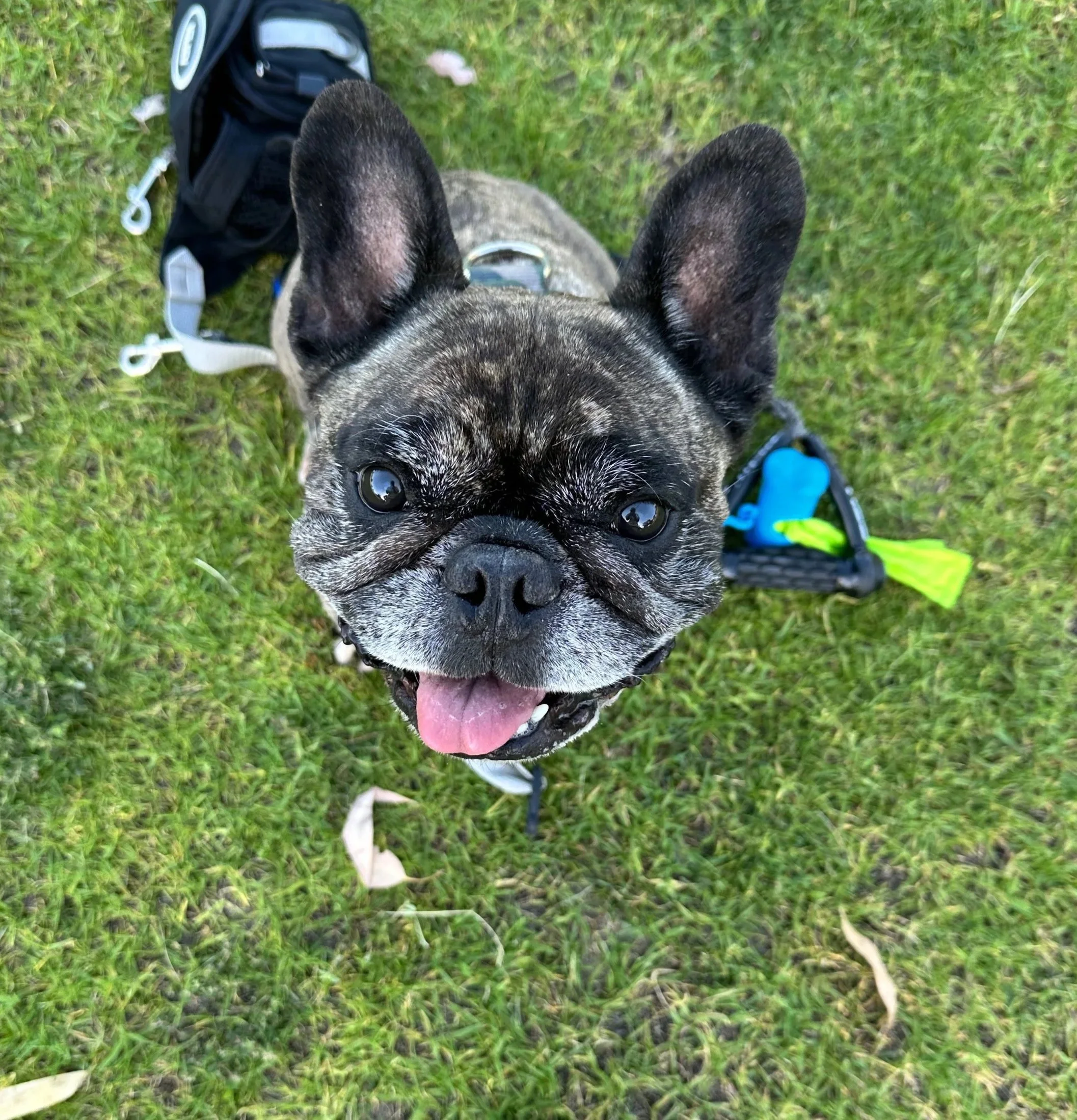 A happy French Bulldog with a brindle coat, sitting on the grass, panting with tongue out, looking up at the camera.