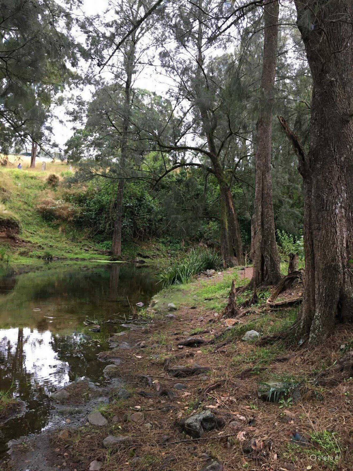 A peaceful bushland scene with trees by a calm creek and a grassy hill in the background.